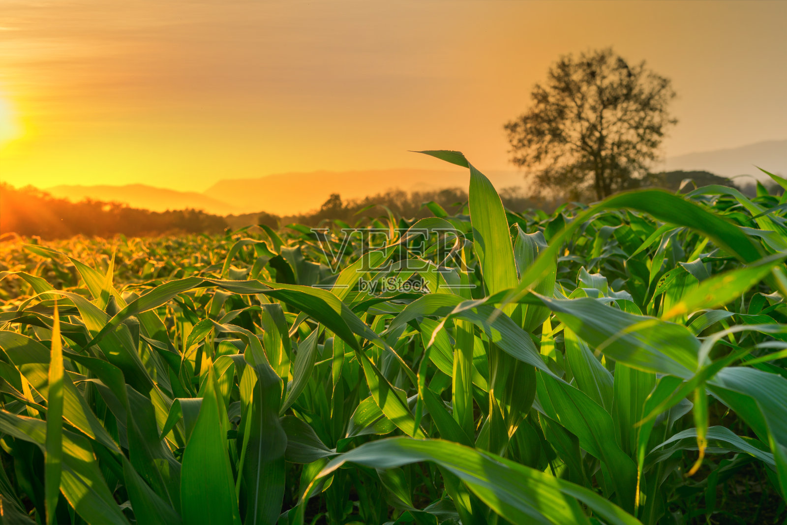农园里年轻的绿色玉米田，阳光照耀着夕阳照片摄影图片