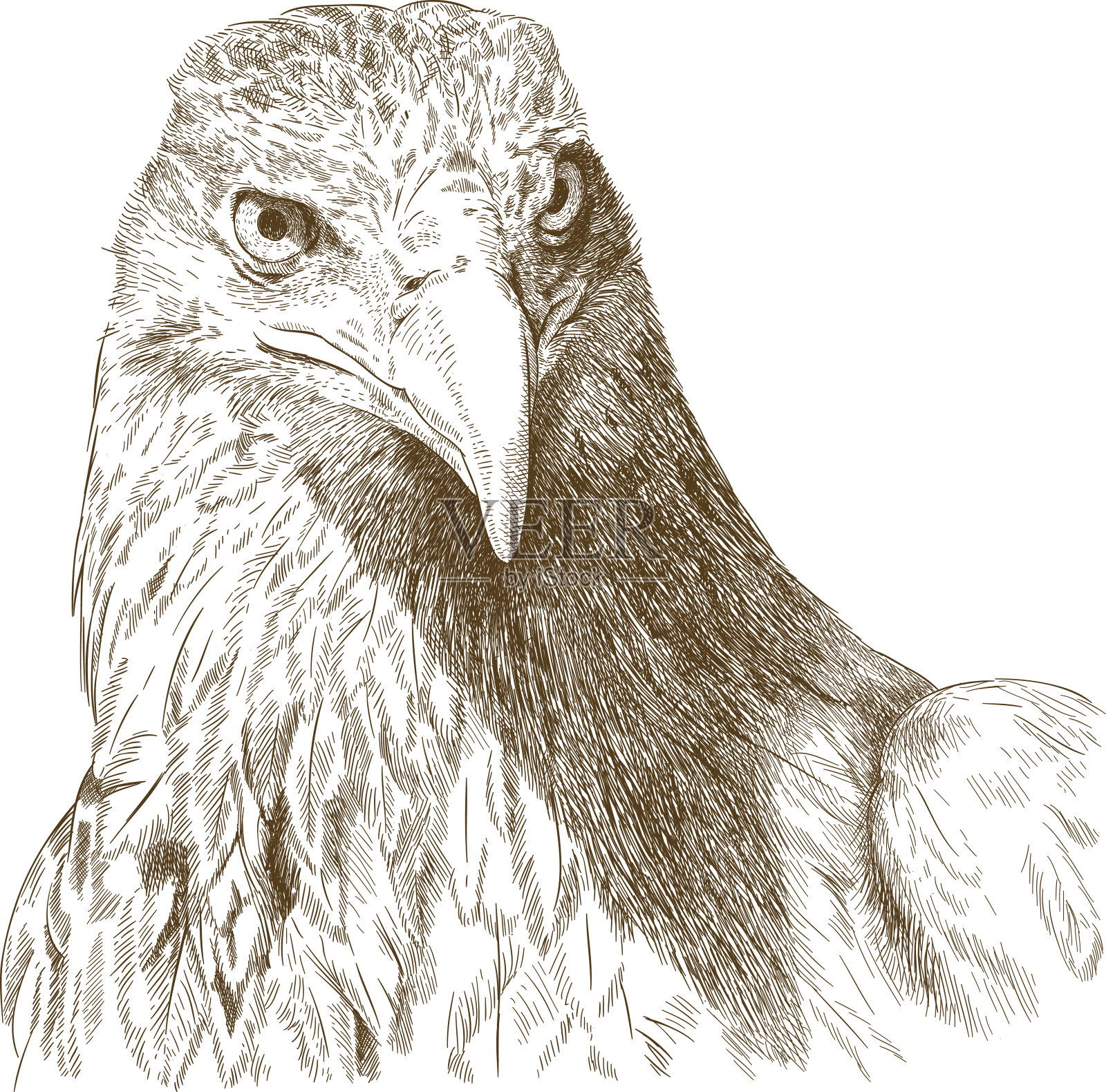 雕刻的大鹰头插图设计元素图片