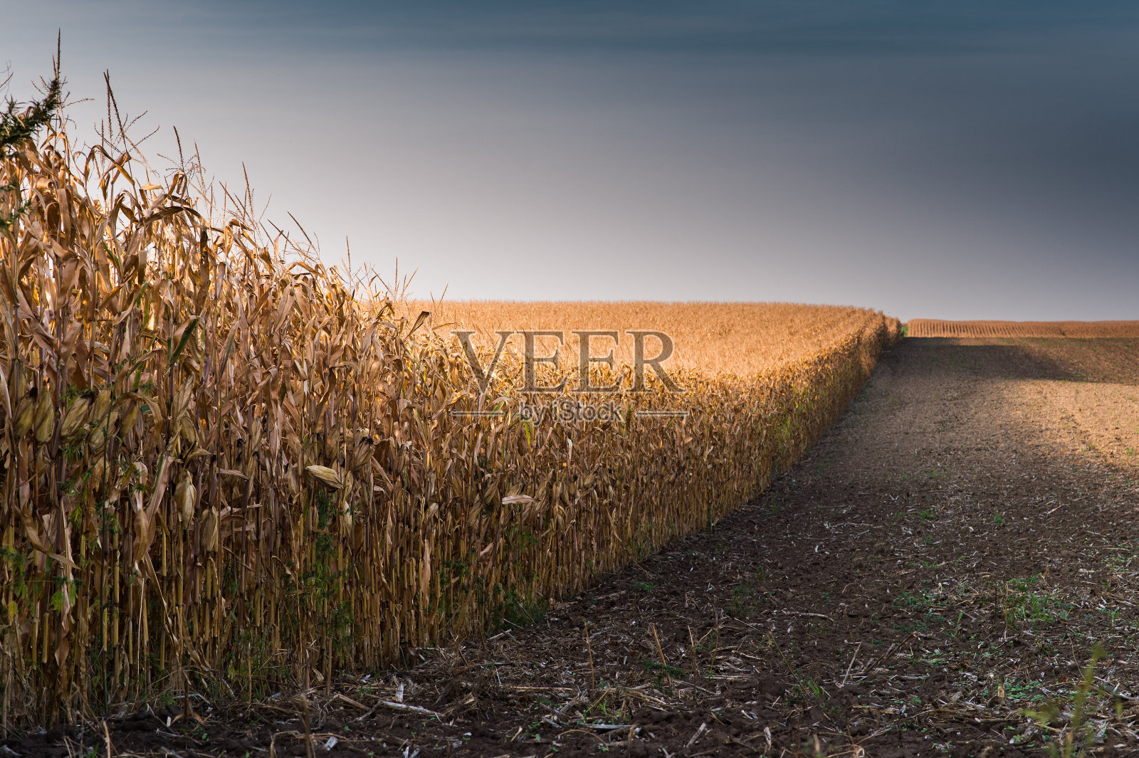 种植成熟玉米的田地照片摄影图片