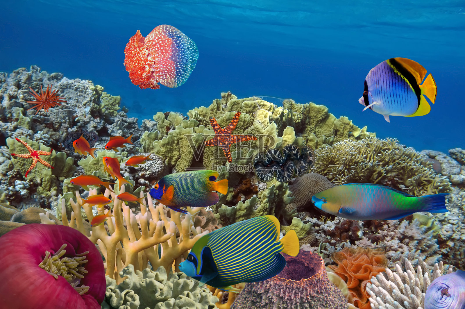 珊瑚花园，有海星和五颜六色的热带鱼照片摄影图片