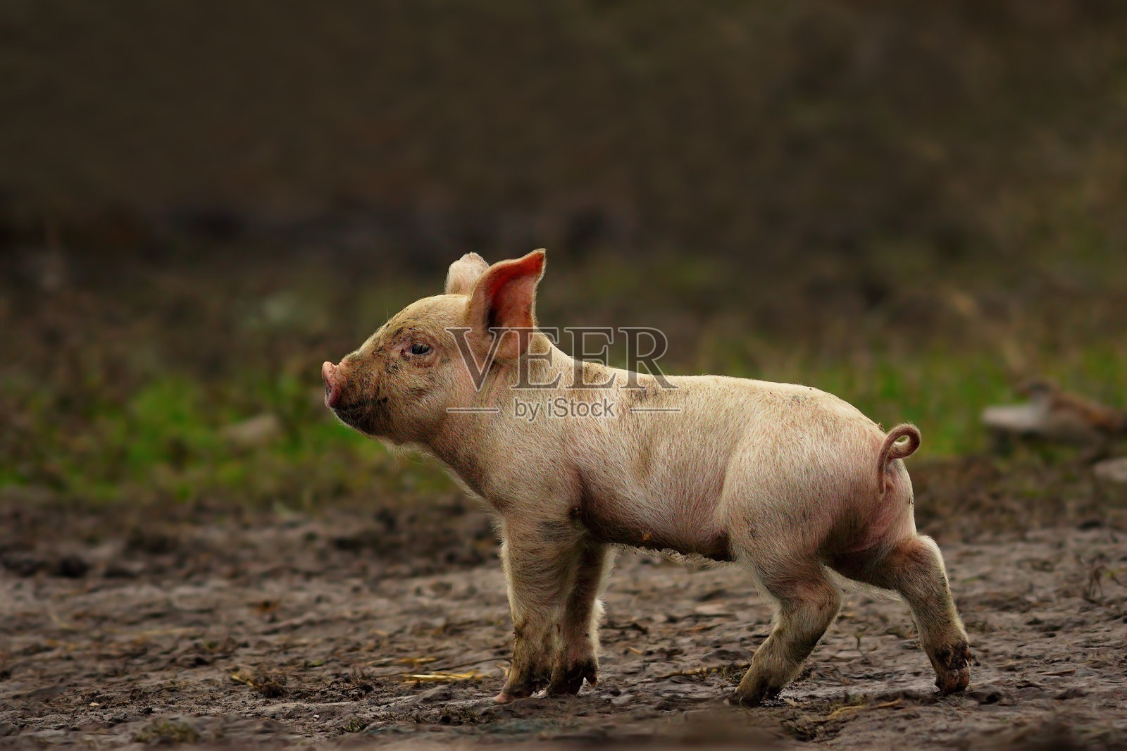 农场附近的小猪照片摄影图片