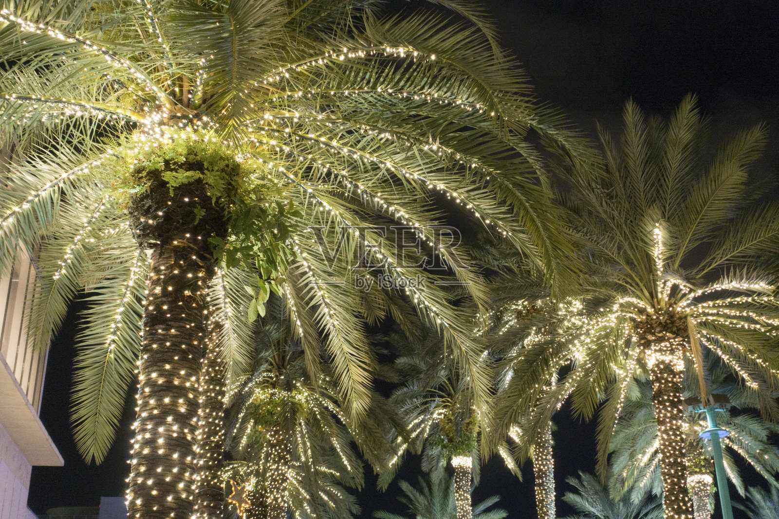 棕榈树圣诞灯光迈阿密海滩照片摄影图片