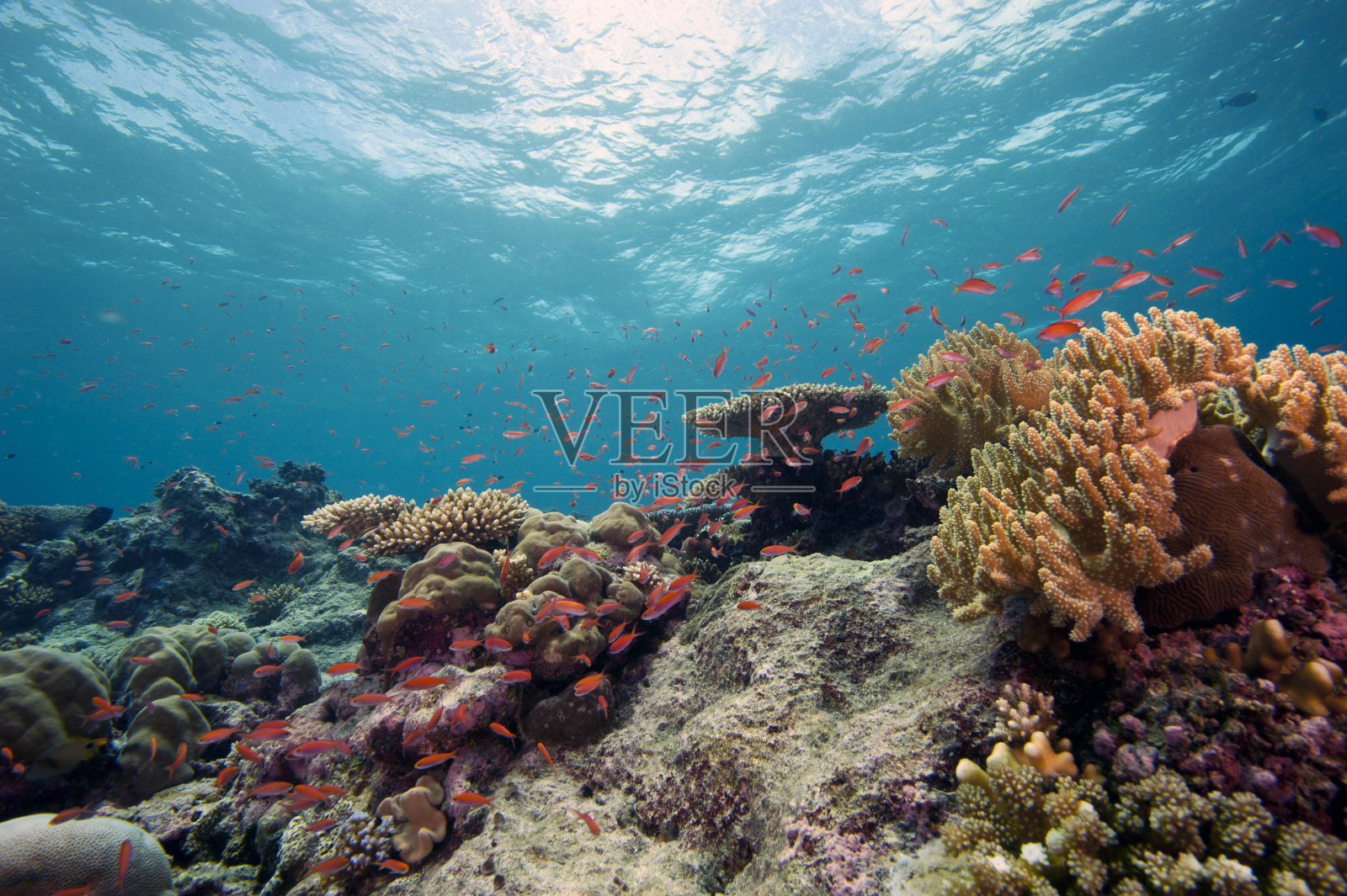 健康的热带珊瑚礁照片摄影图片