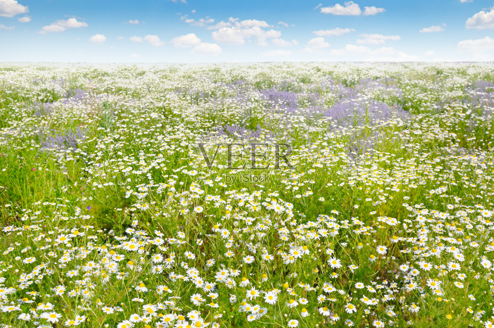在雏菊和蓝天的田野里，聚焦前景照片摄影图片