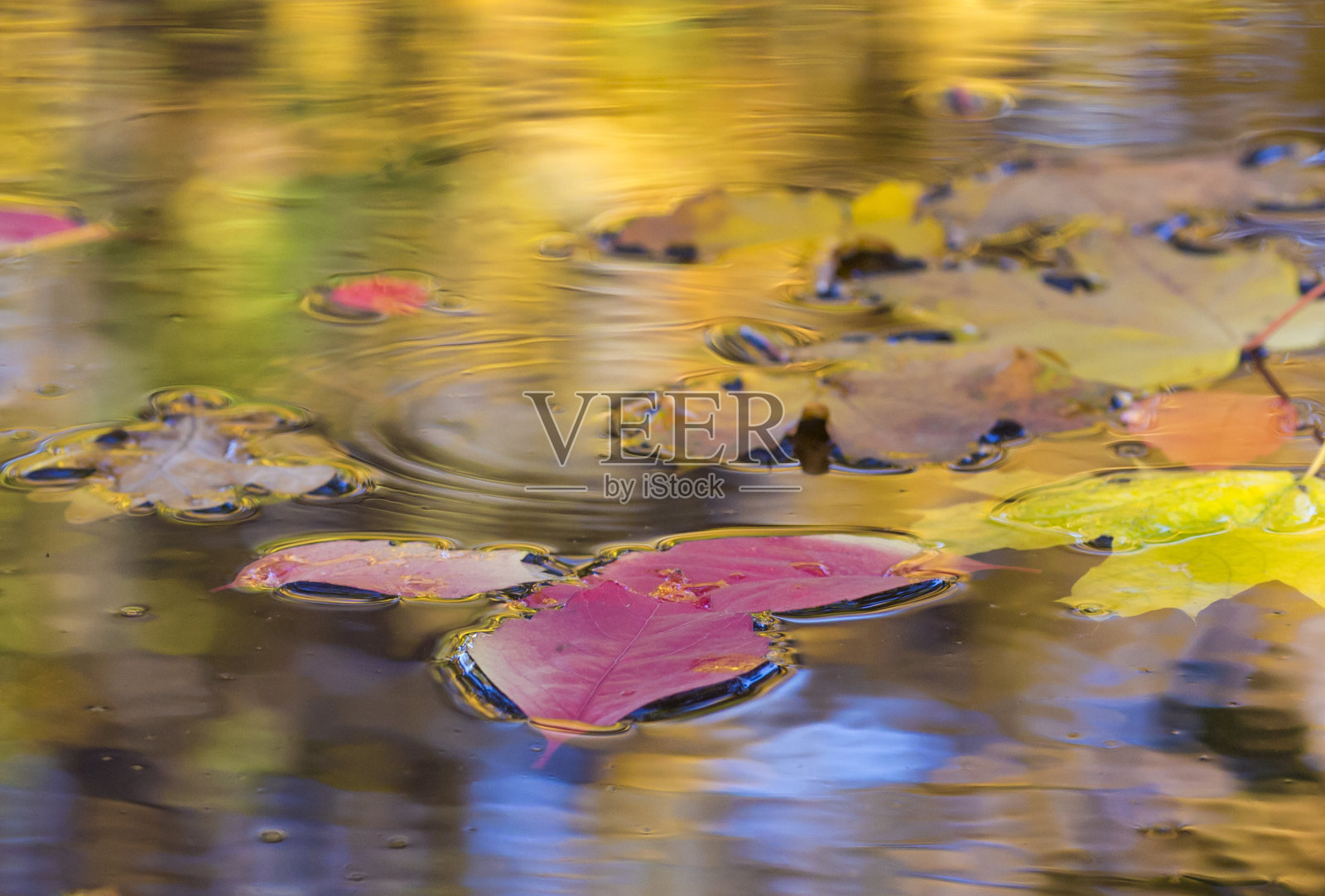 秋天的合成与落叶在水坑照片摄影图片
