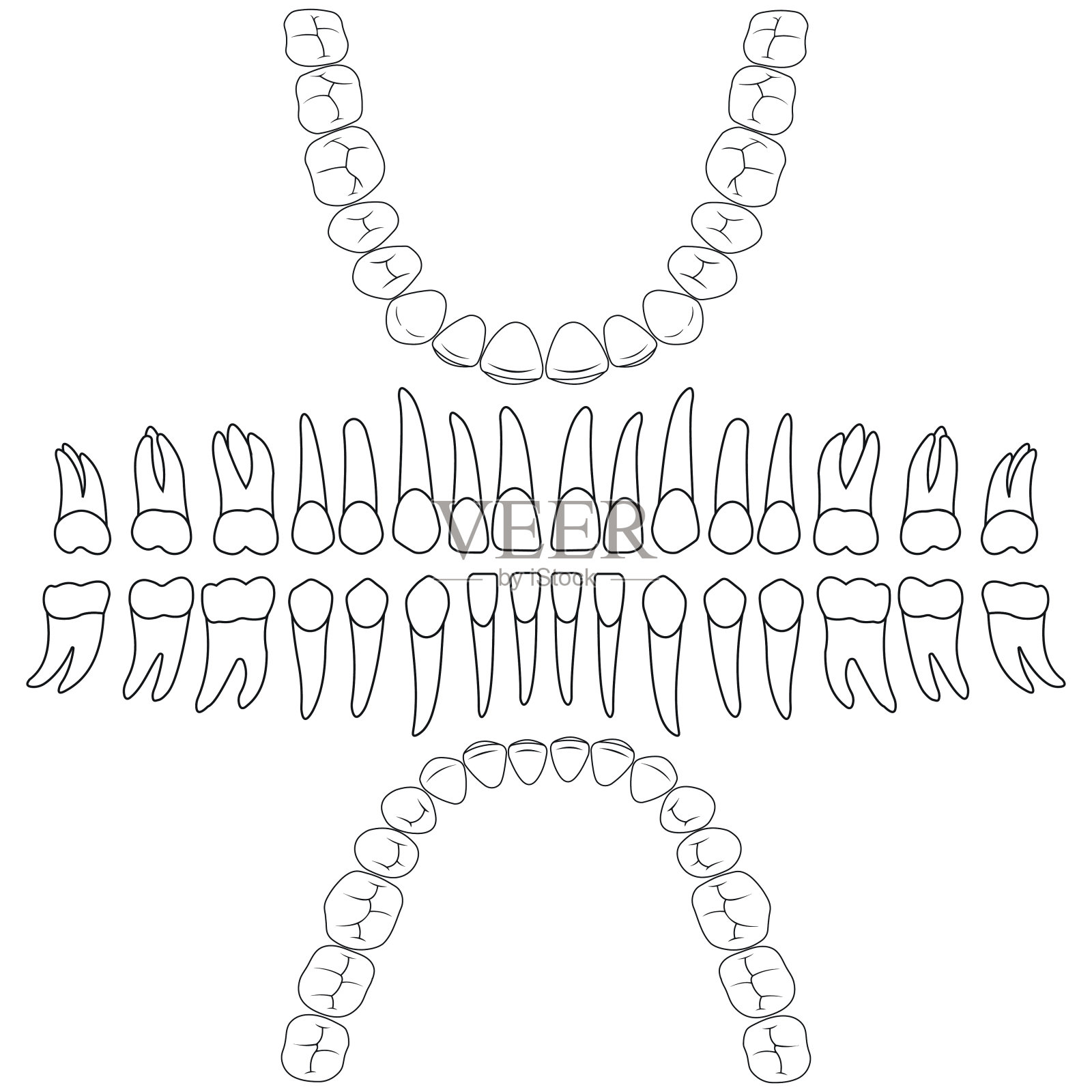 齿式牙齿插画图片素材