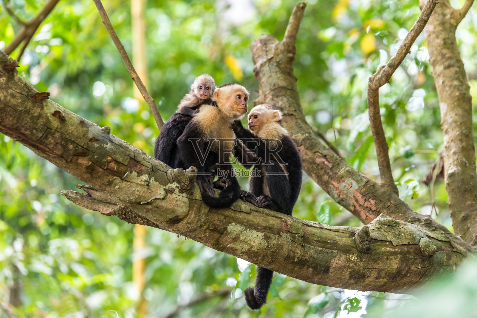 卷尾猴:栖息在野外树枝上的动物照片摄影图片