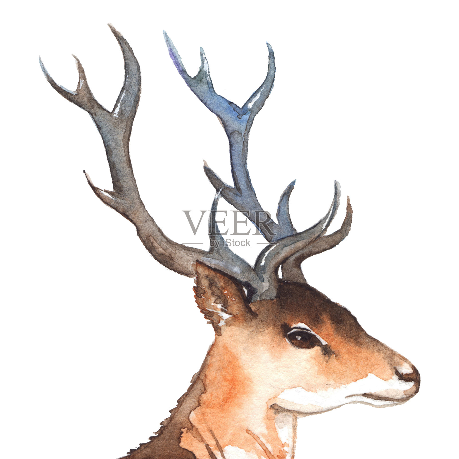水彩鹿头与角木动物孤立插画图片素材