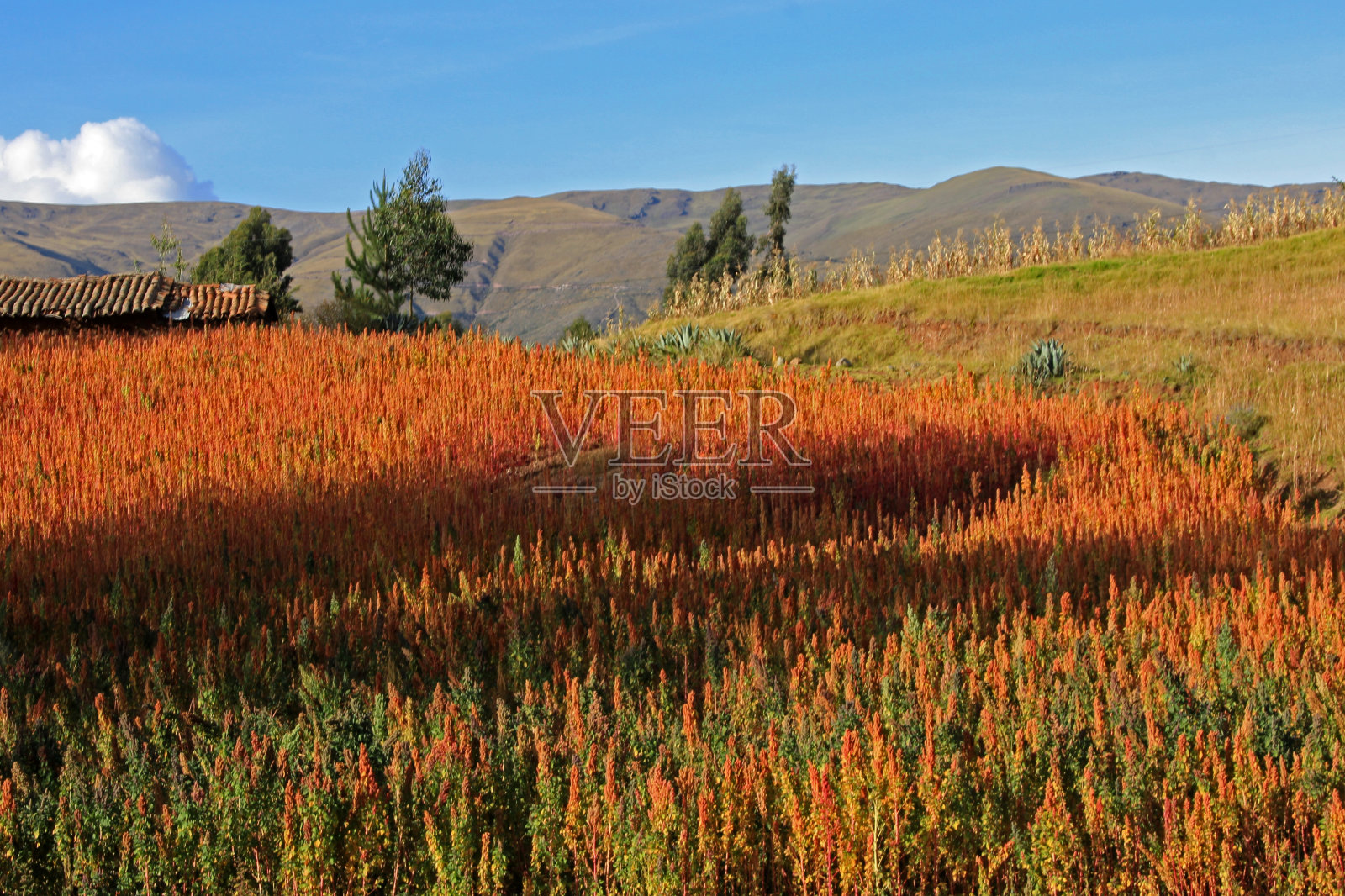 红色藜麦田，安第斯高地秘鲁照片摄影图片