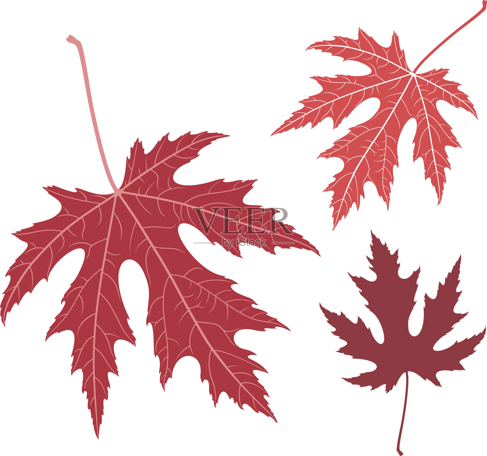 红色的叶子。枫木设计元素图片