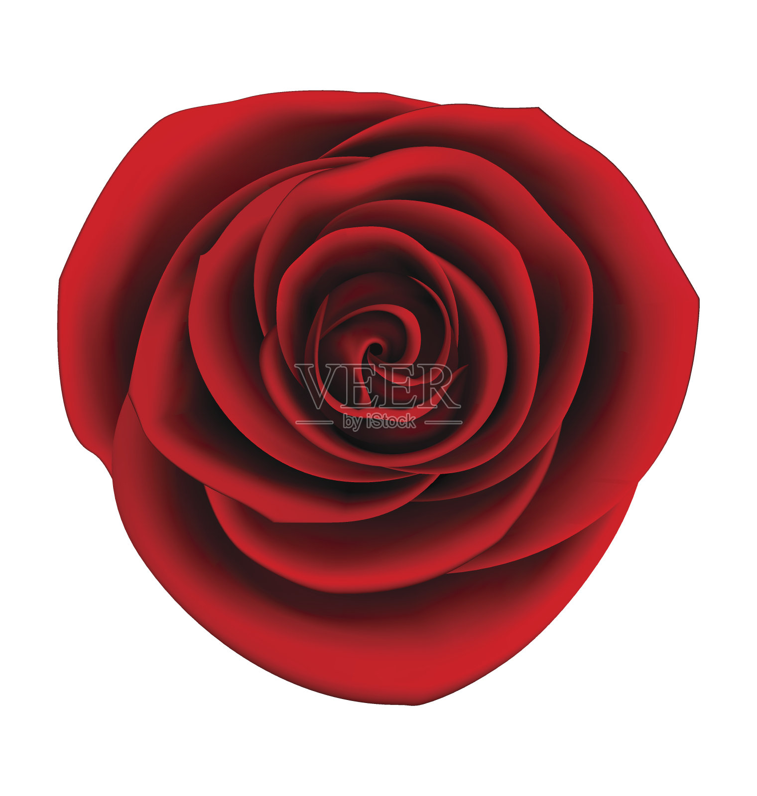 玫瑰开花设计元素图片