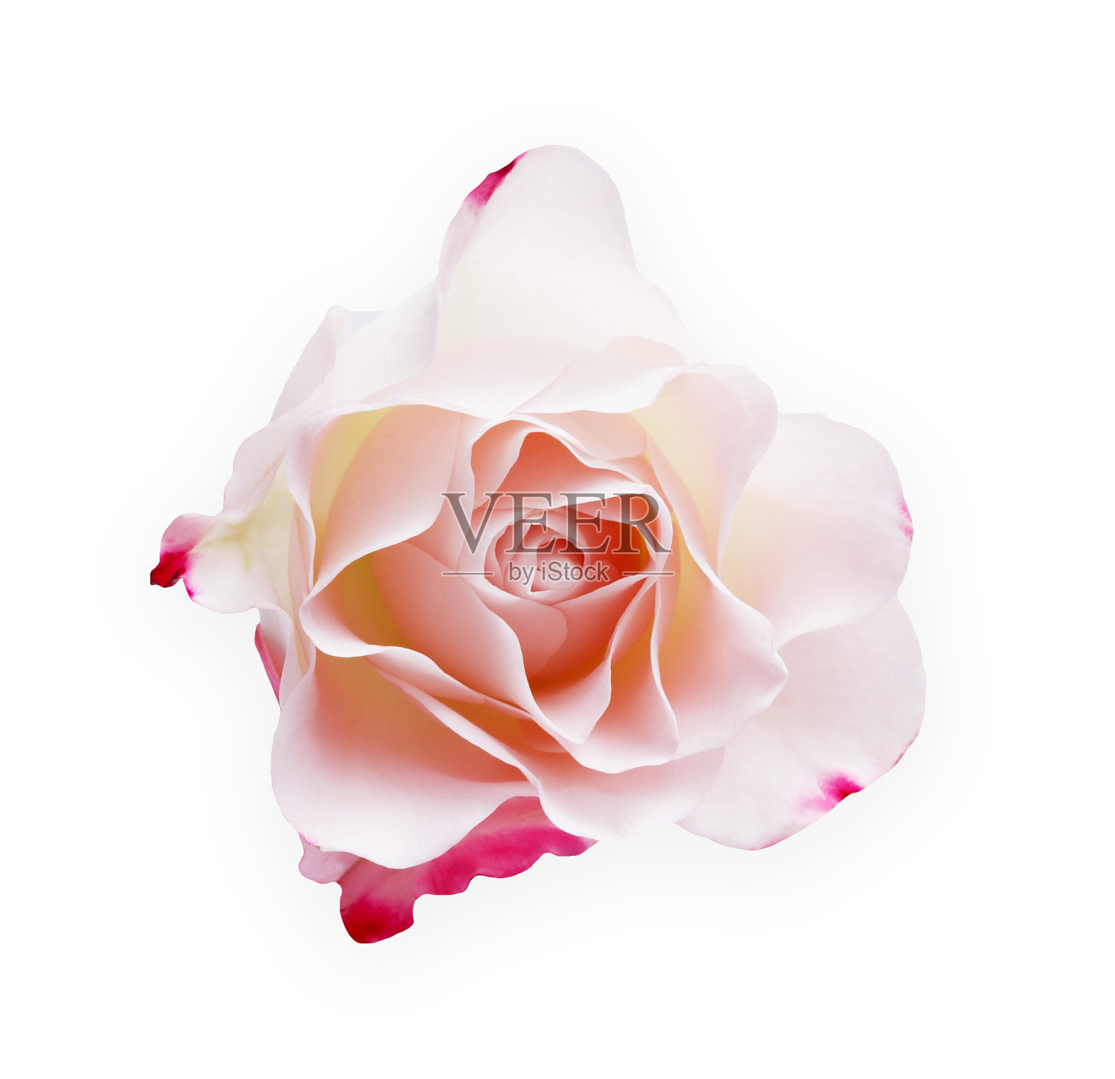 粉红色玫瑰花孤立在白色背景上照片摄影图片