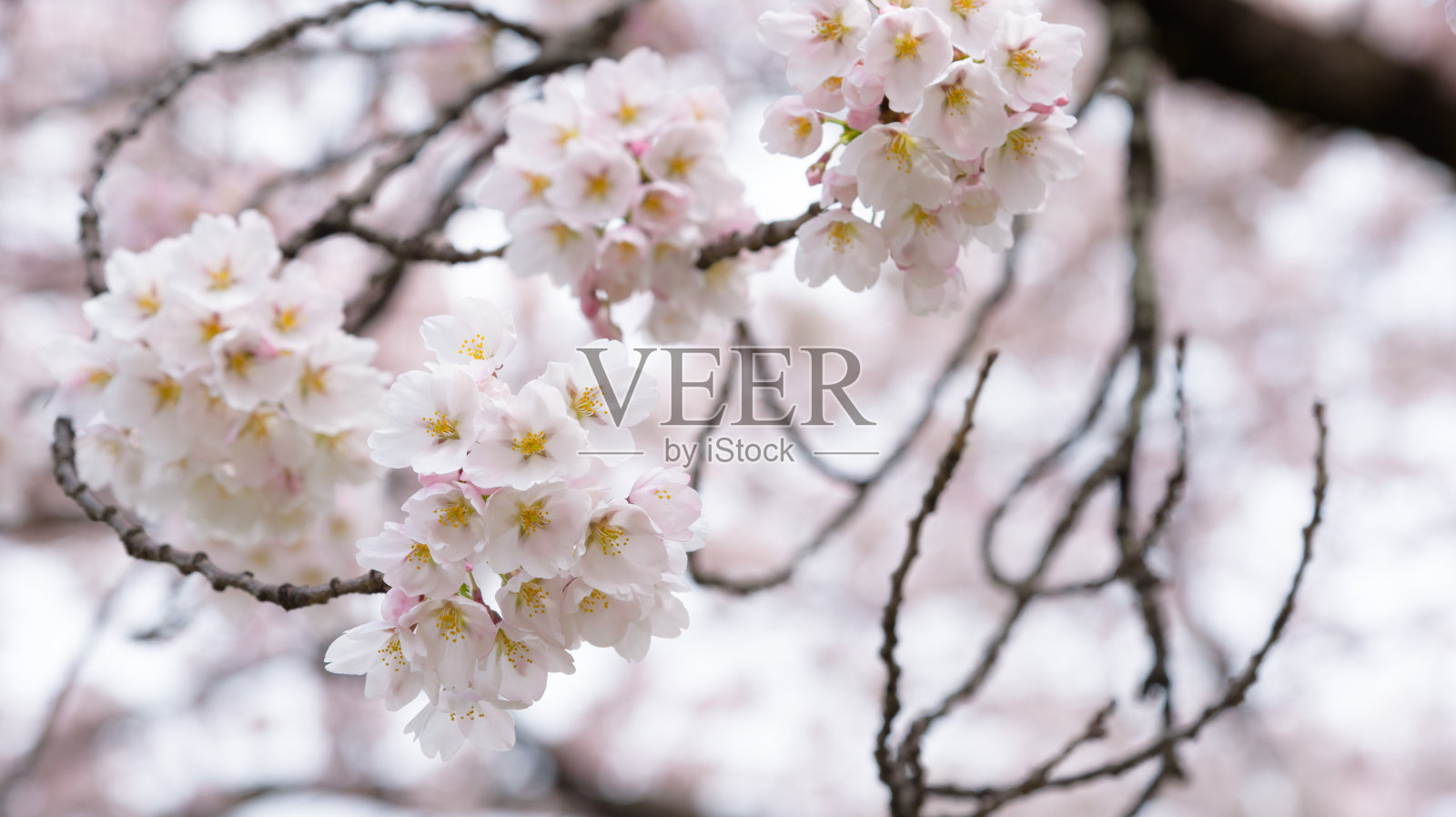 日本樱花照片摄影图片