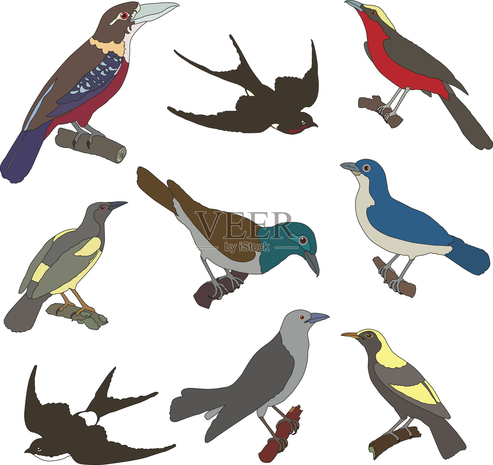 美国鸟类矢量图像的集合设计元素图片