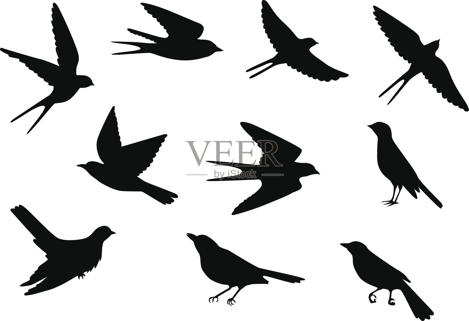 鸟类的模式设计元素图片