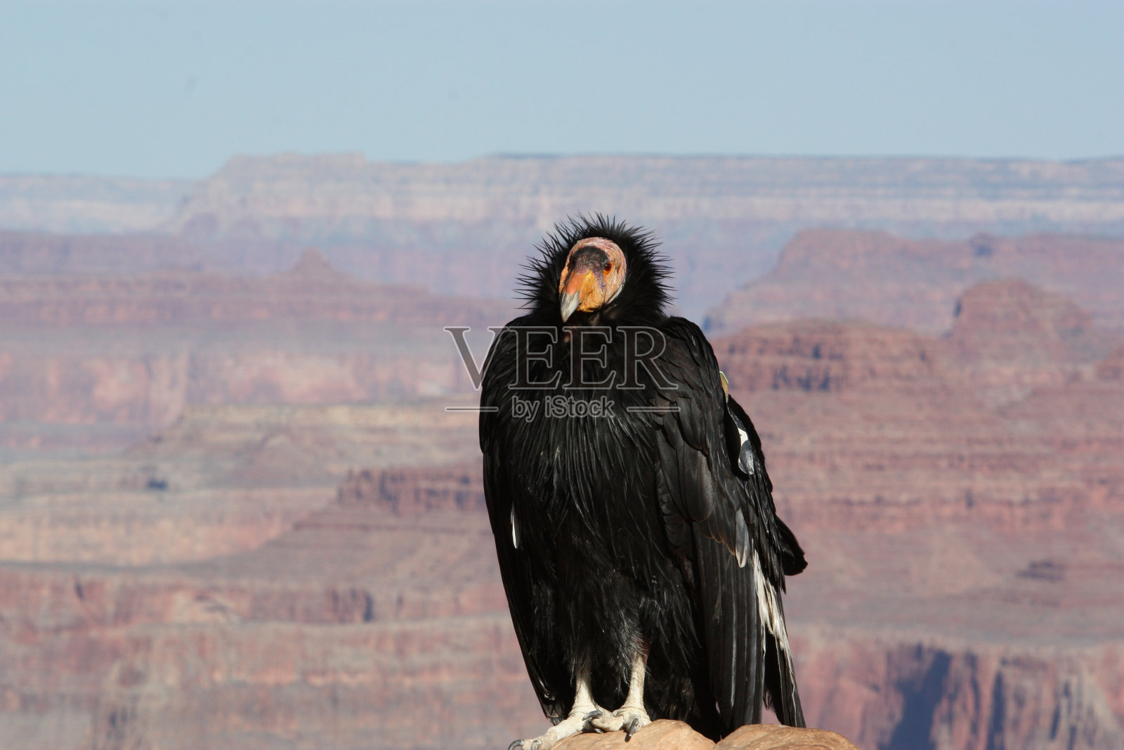 加州秃鹫姿势照片摄影图片