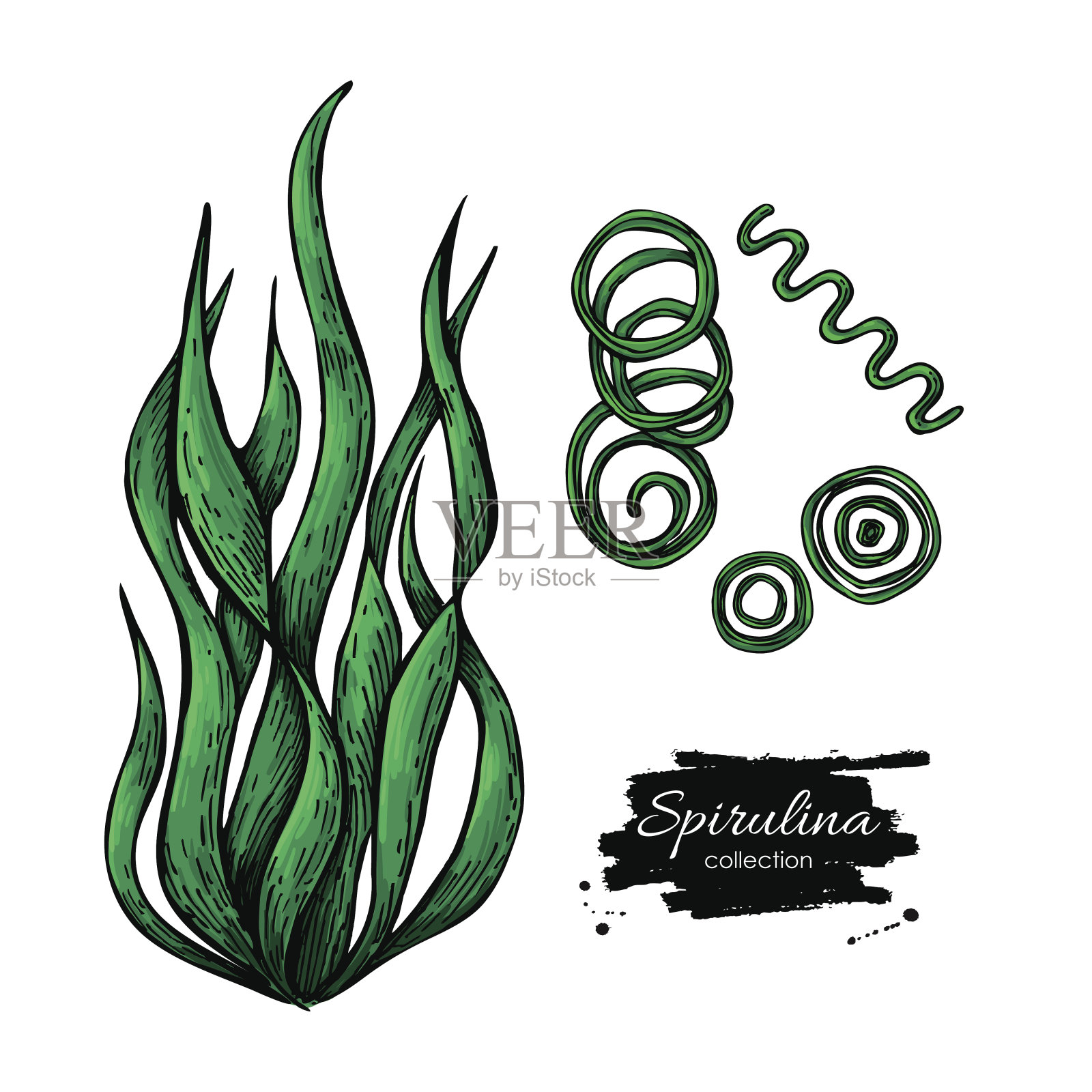 螺旋藻海藻手绘载体。孤立的螺旋藻在白色背景上。超级食物插画图片素材