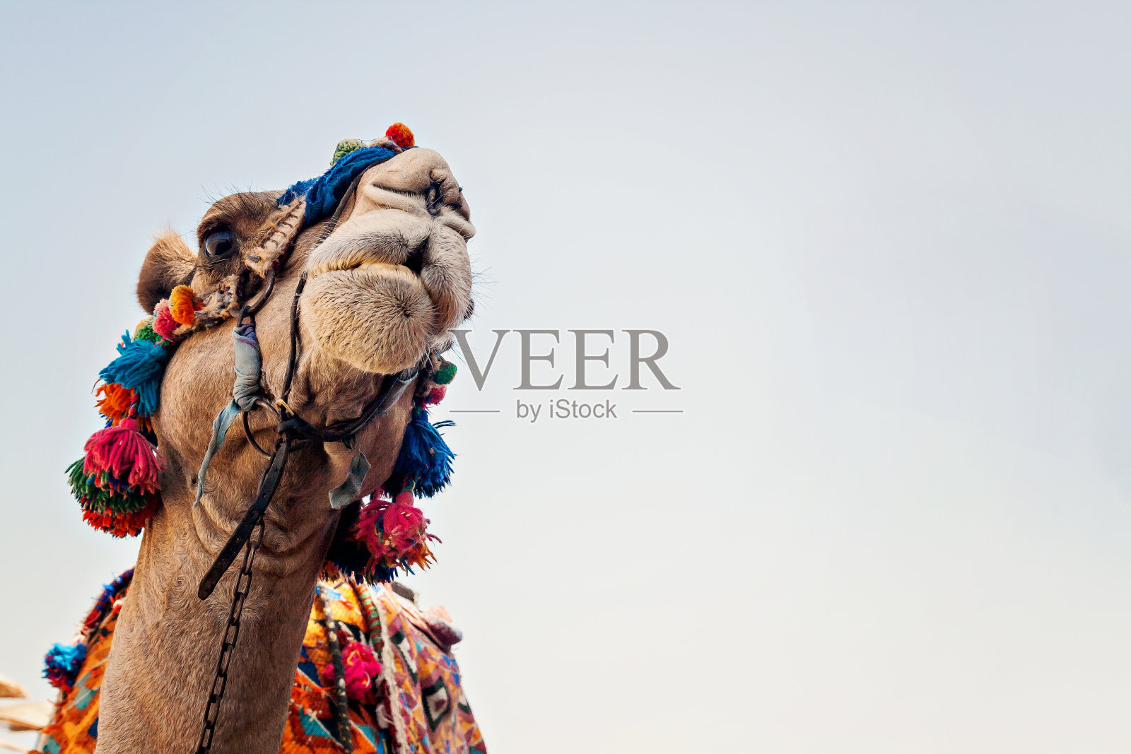 睁开眼睛的骆驼头，特写，肖像，埃及照片摄影图片