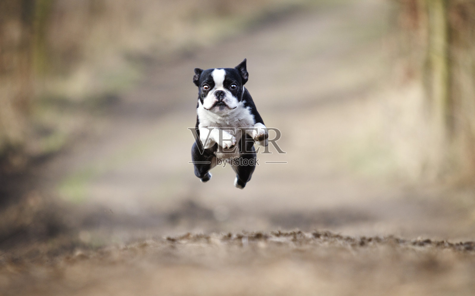 美丽的波士顿梗狗奔跑和飞行在春天的背景照片摄影图片