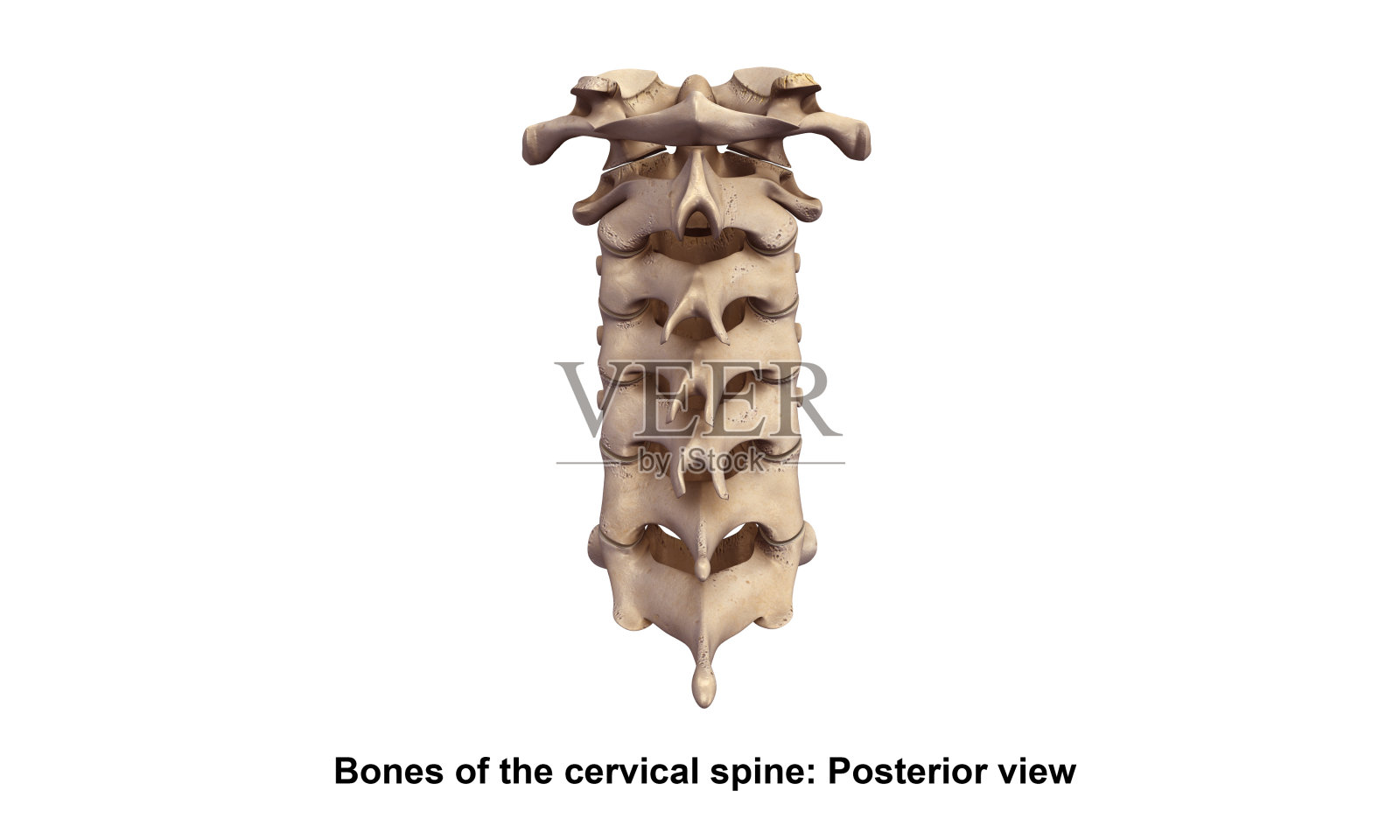 Cervicle spine_Posterior视图照片摄影图片