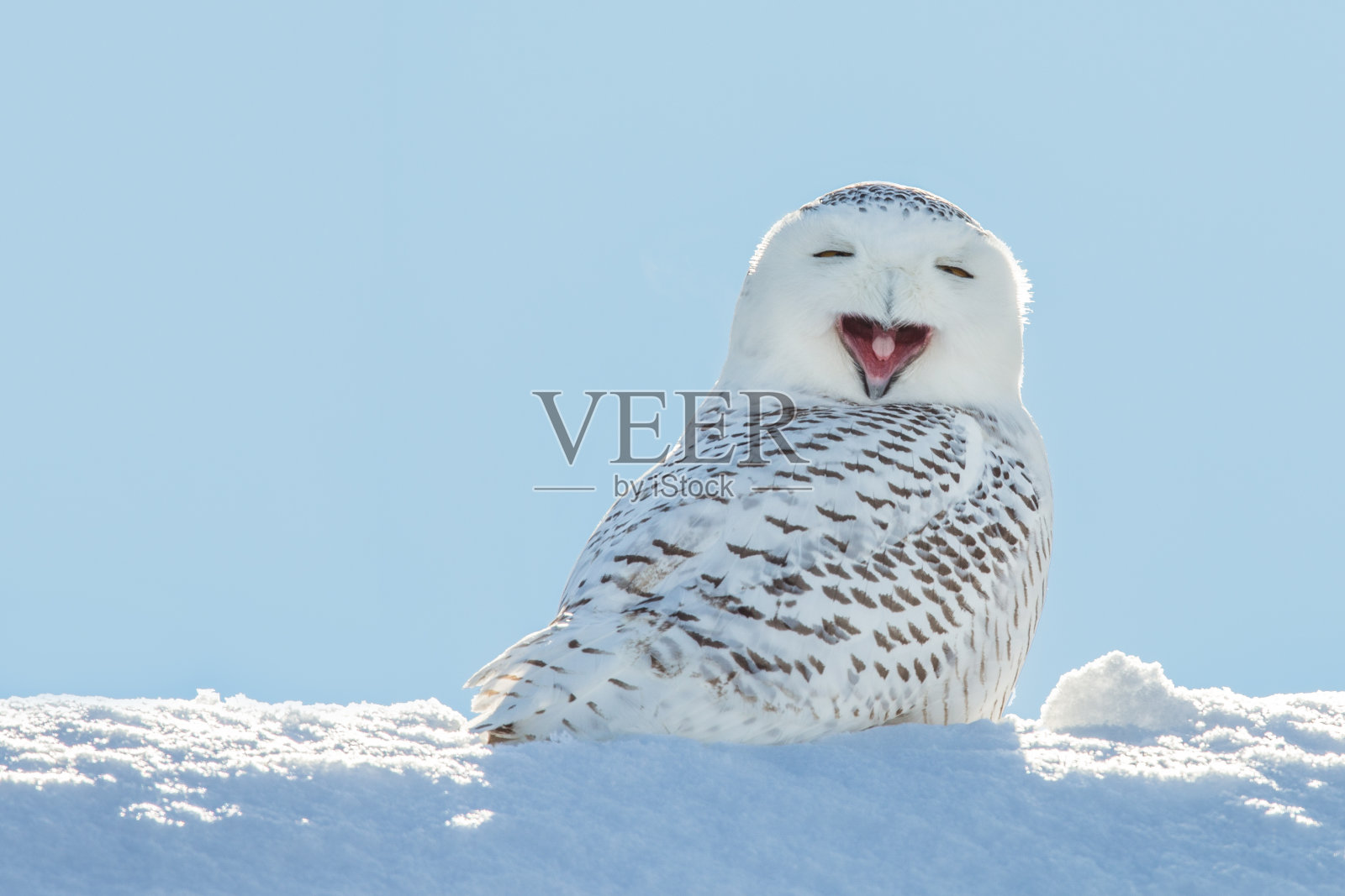 雪鸮-打哈欠/在雪中微笑照片摄影图片