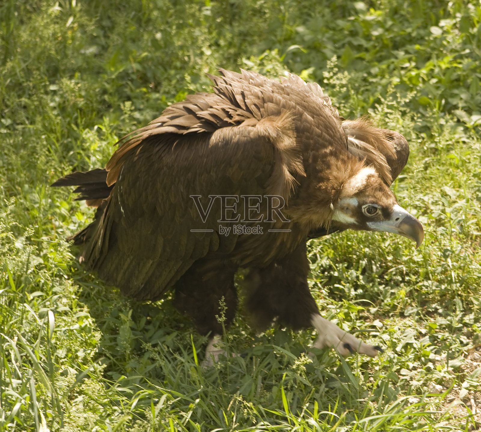 黑兀鹫(秃鹰)照片摄影图片