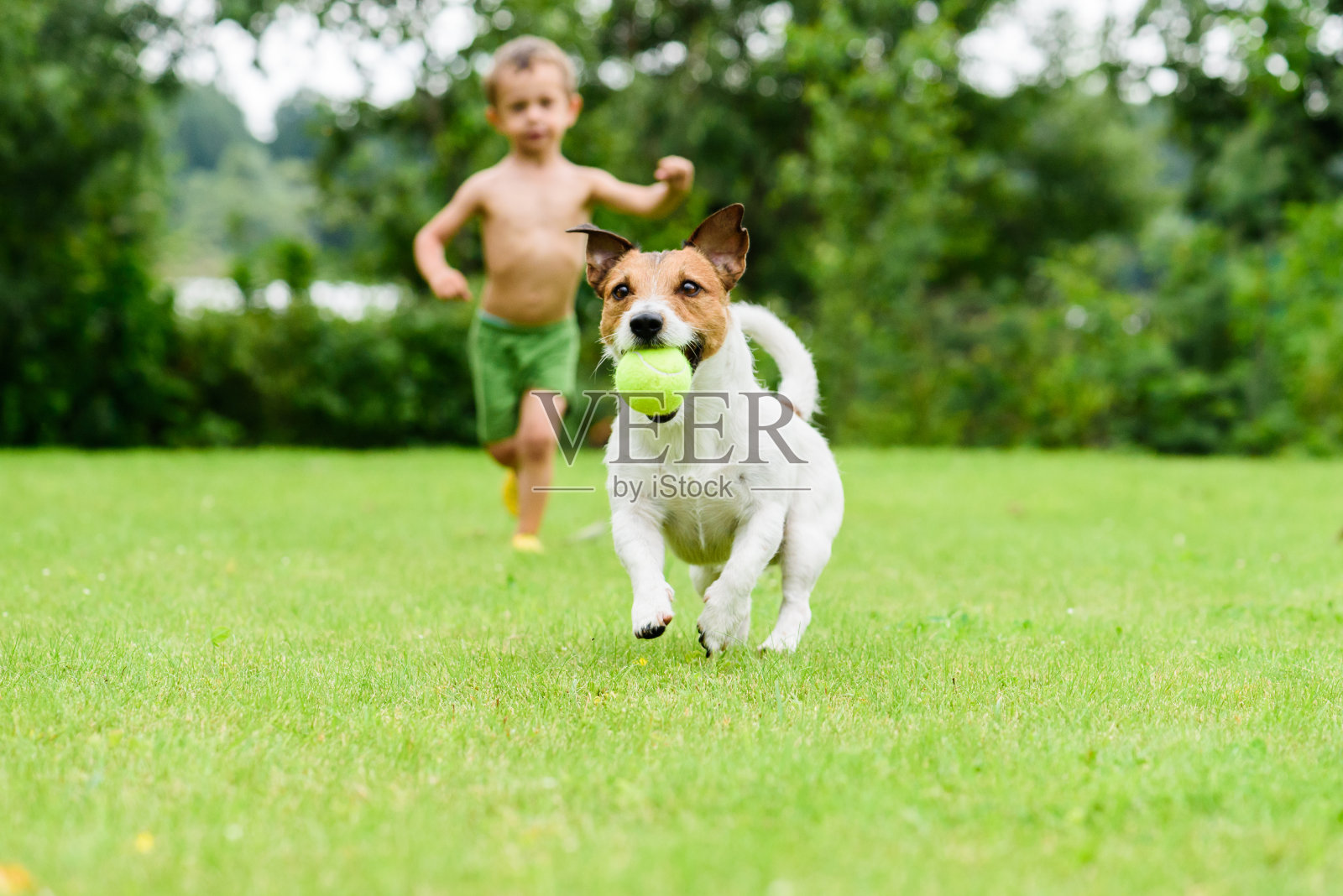 狗与球跑从孩子玩追游戏照片摄影图片