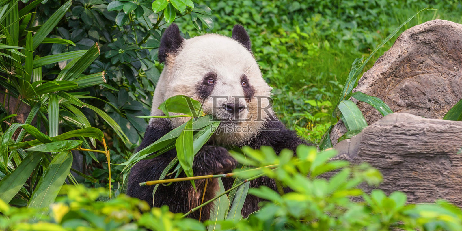 熊猫吃着多汁的植物。照片摄影图片