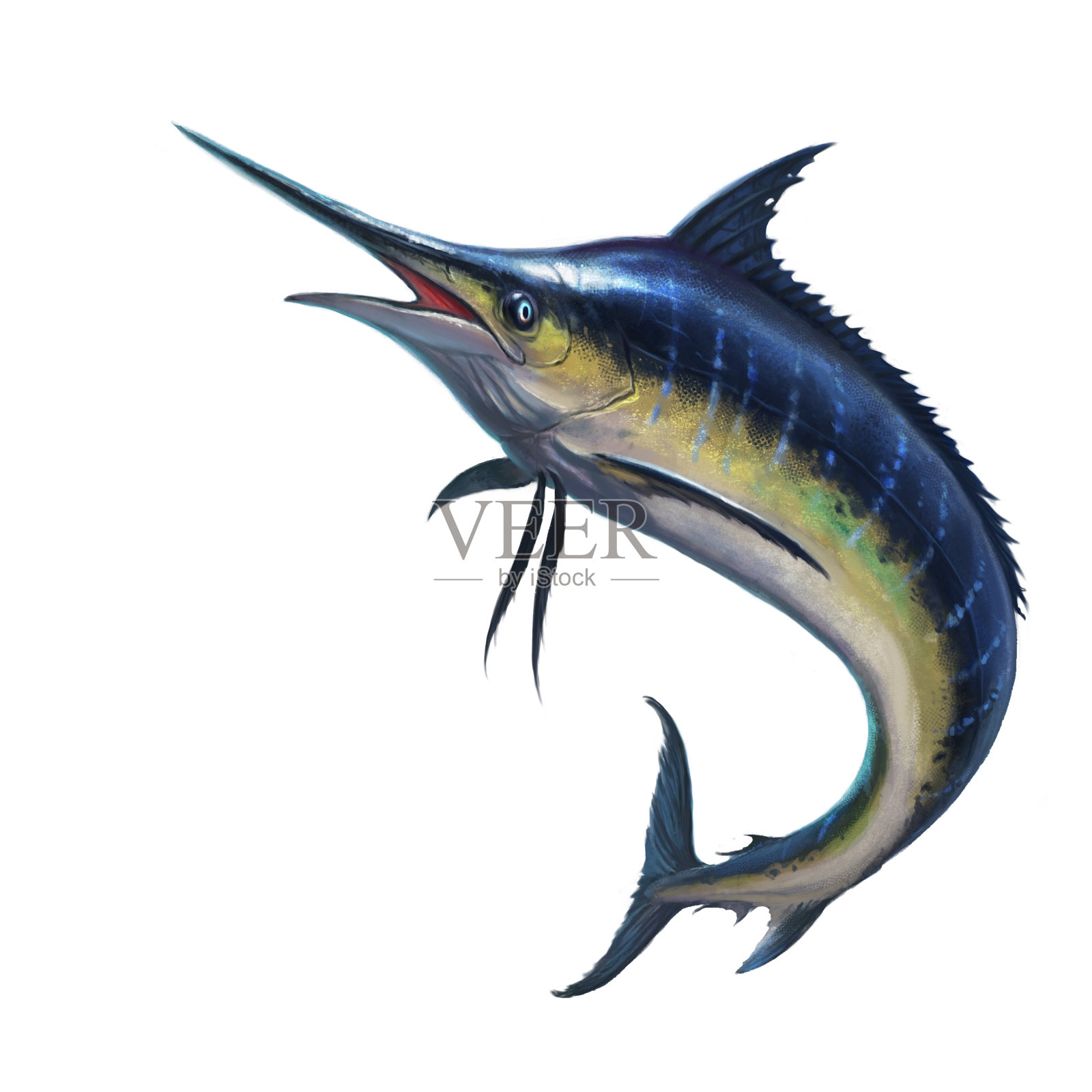 Atlantic White Marlin Information and Picture | Sea Animals