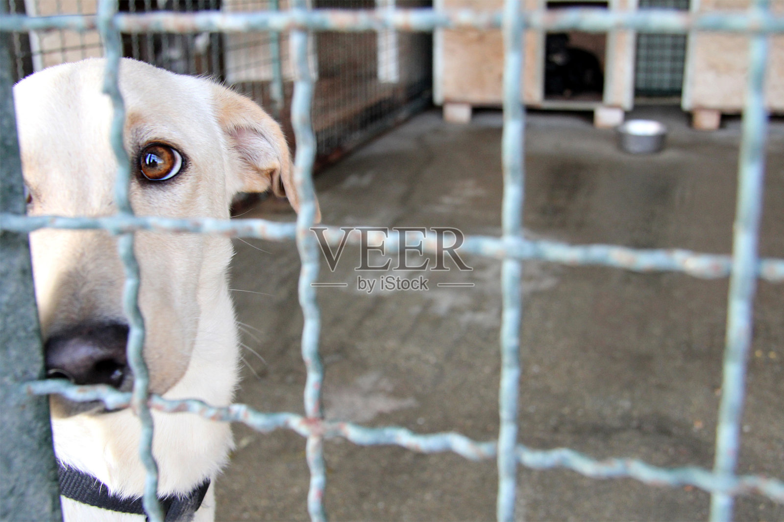 可怜的流浪狗被关在监狱里照片摄影图片
