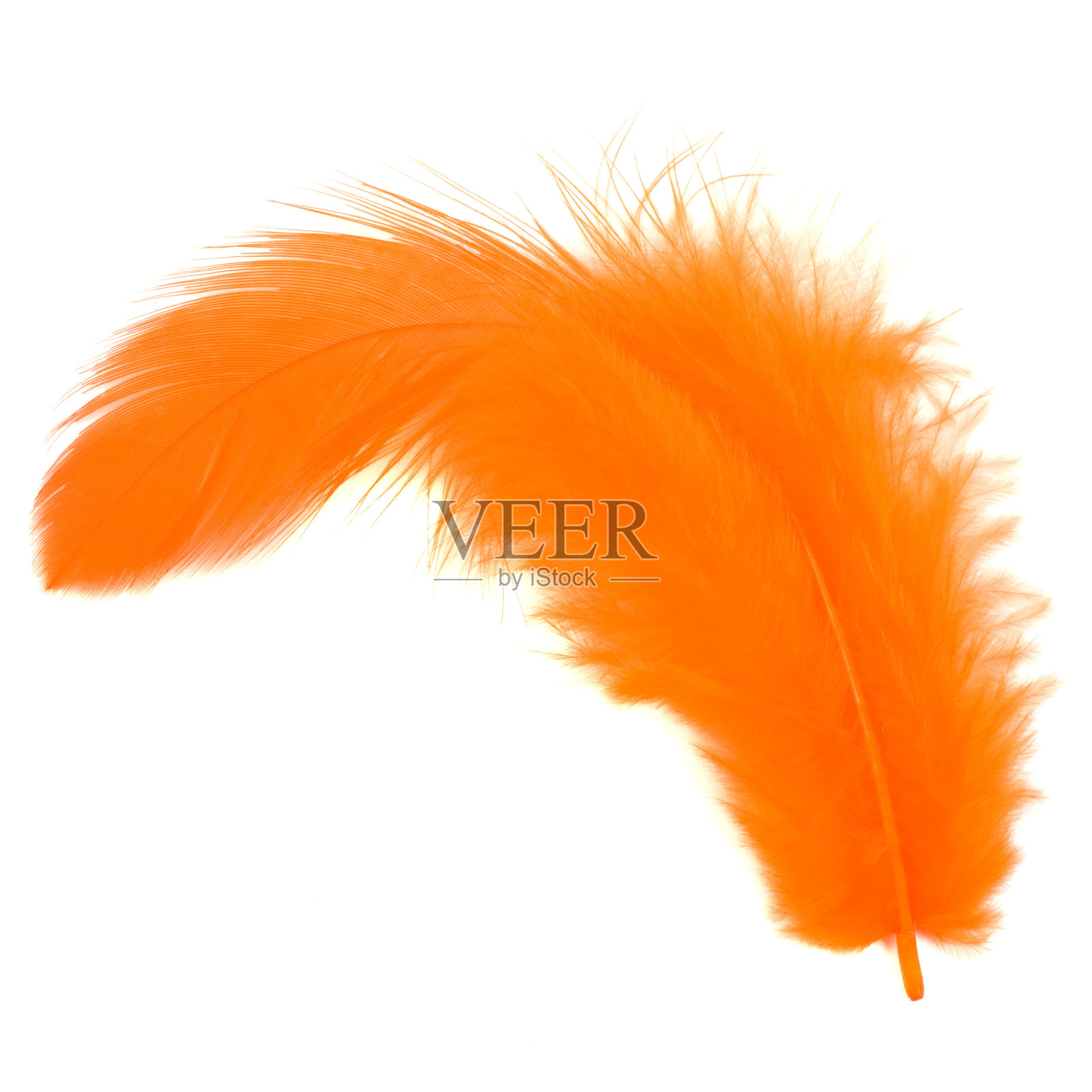 橙色羽毛孤立在白色背景上照片摄影图片