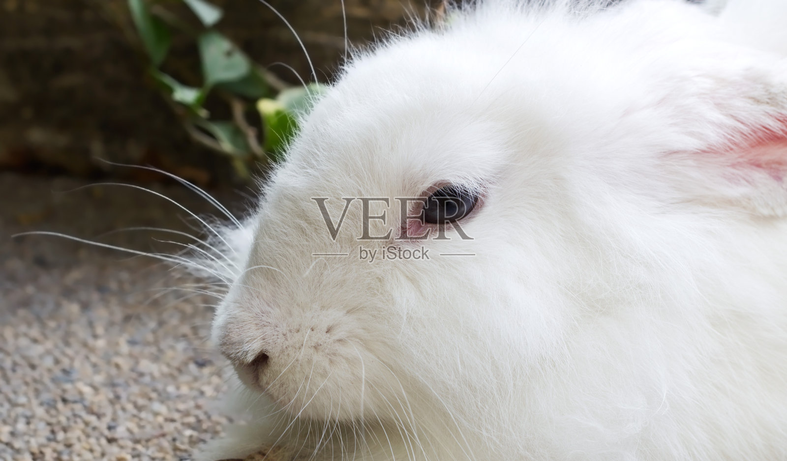 公园里的小白兔照片摄影图片