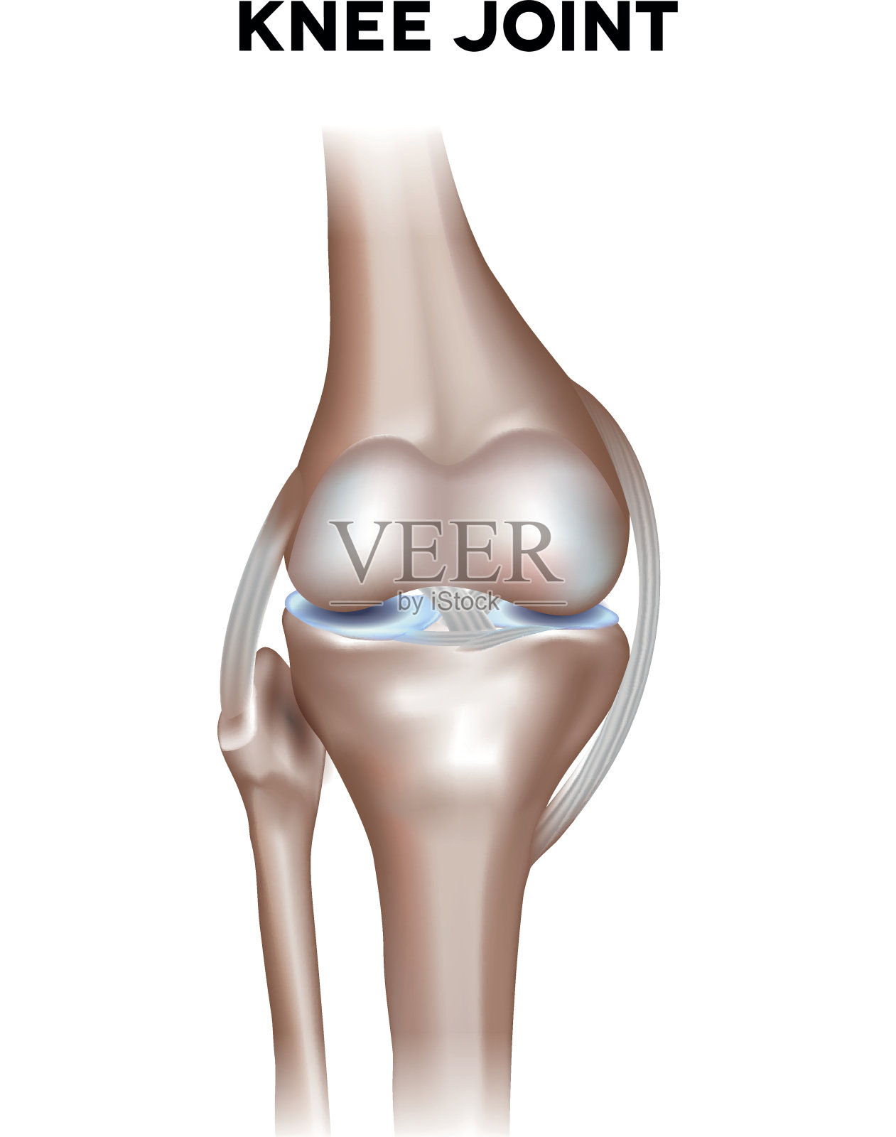 正常膝关节解剖插画图片素材