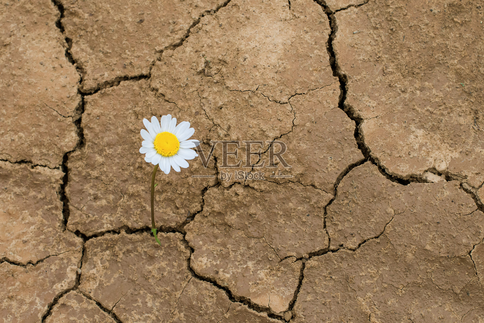 沙漠中盛开的雏菊照片摄影图片