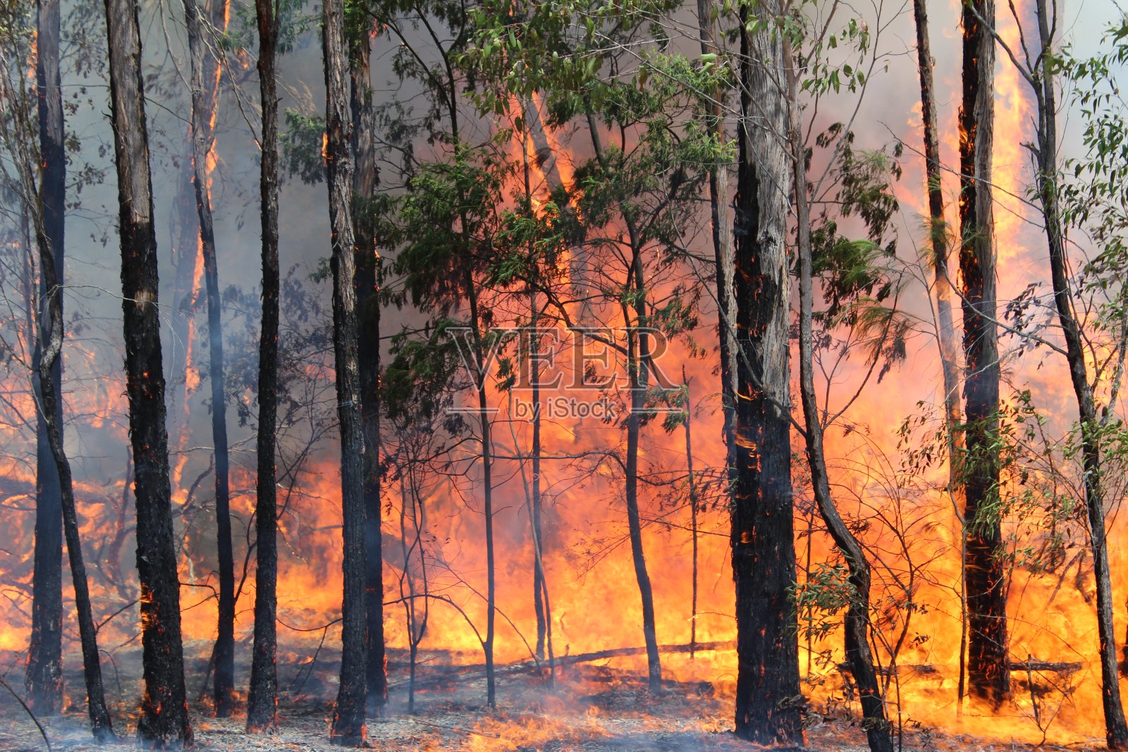 澳大利亚森林大火照片摄影图片