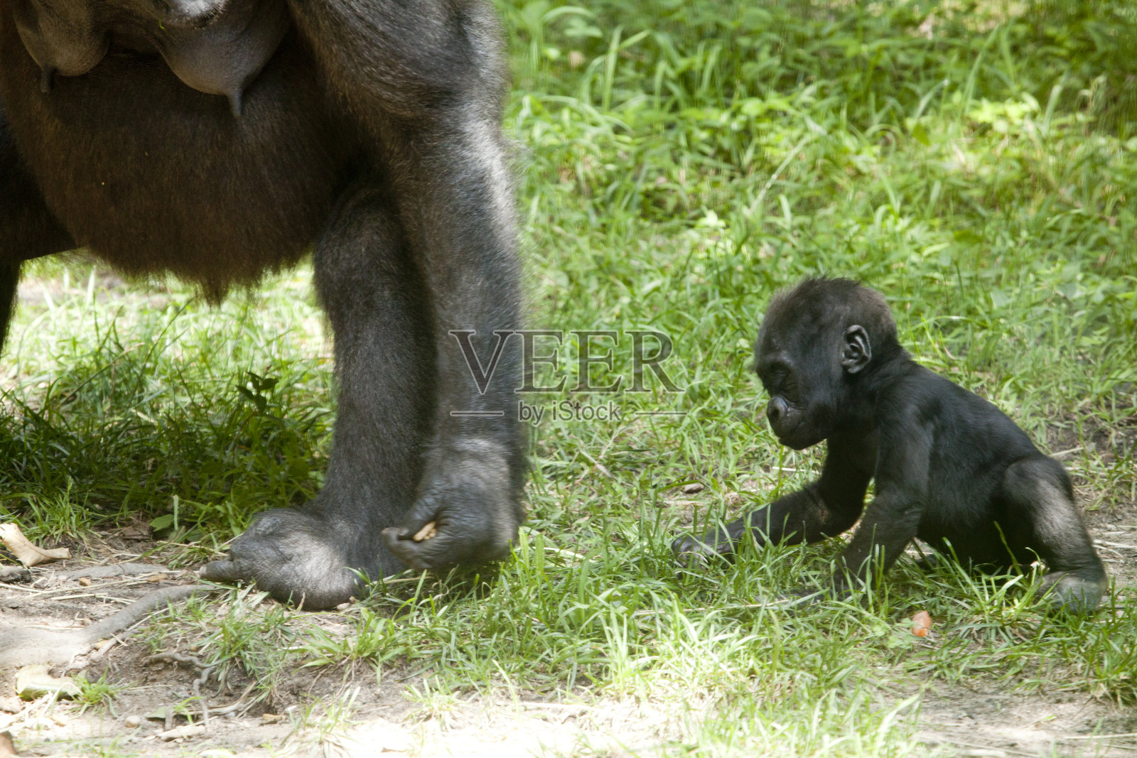 婴儿的大猩猩照片摄影图片