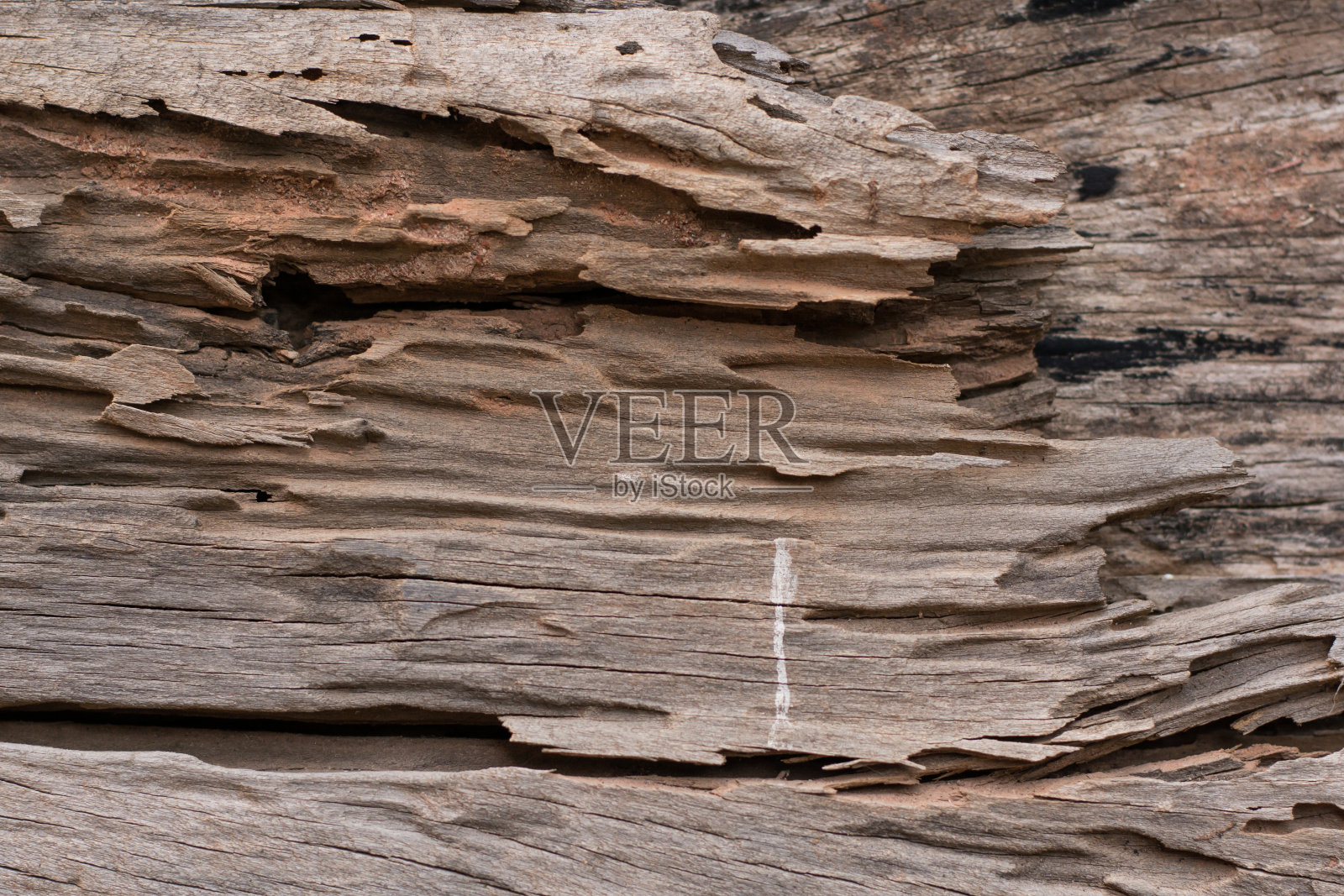 白蚁啃木头的纹理痕迹照片摄影图片