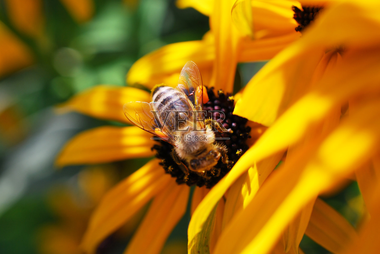蜜蜂采集花蜜。照片摄影图片