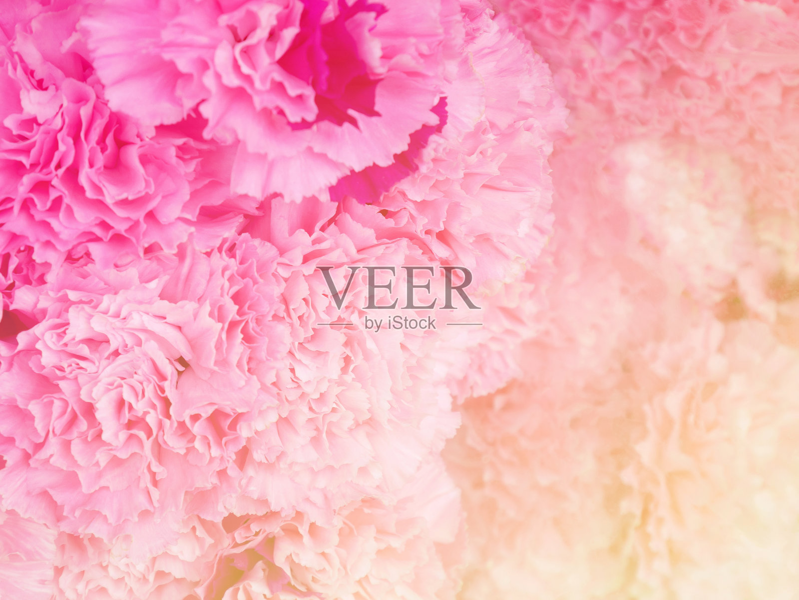 粉色的康乃馨背景照片摄影图片