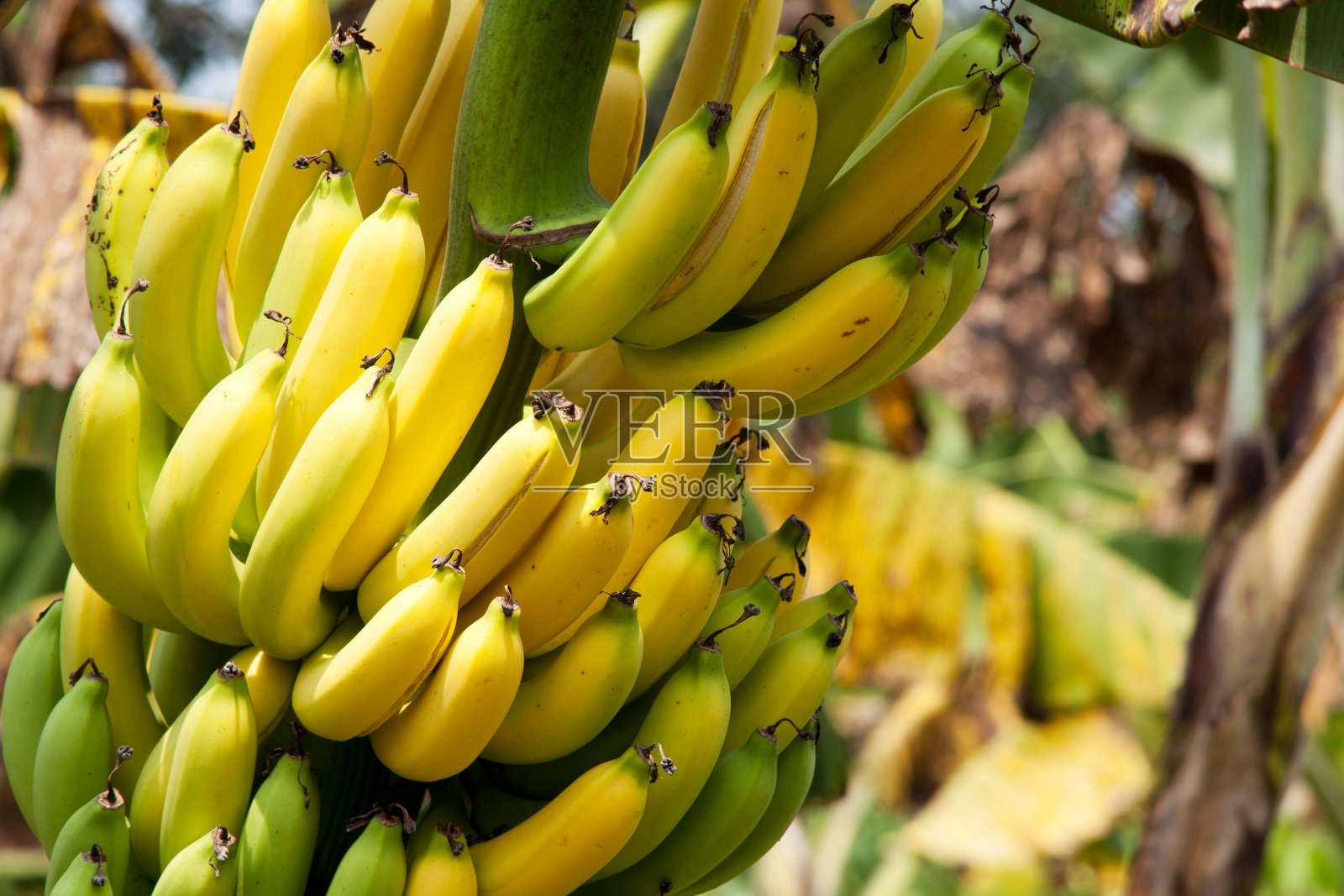在树上生长的不同成熟阶段的香蕉照片摄影图片