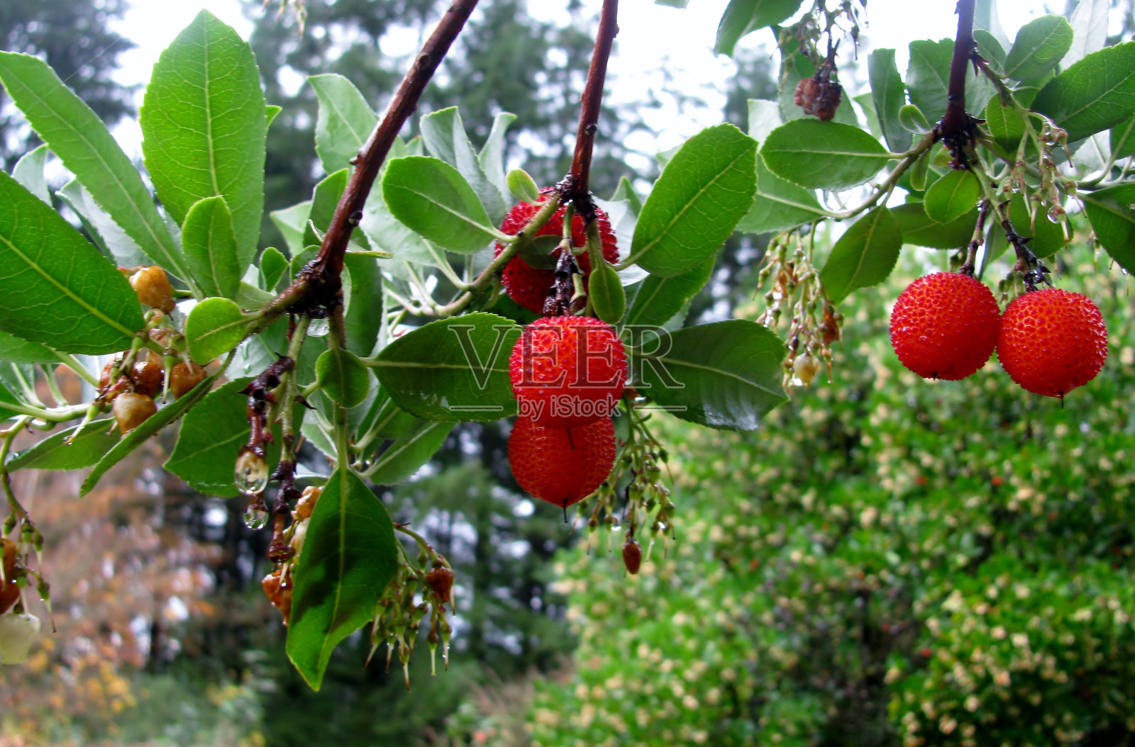 草莓树(杨梅)果实照片摄影图片