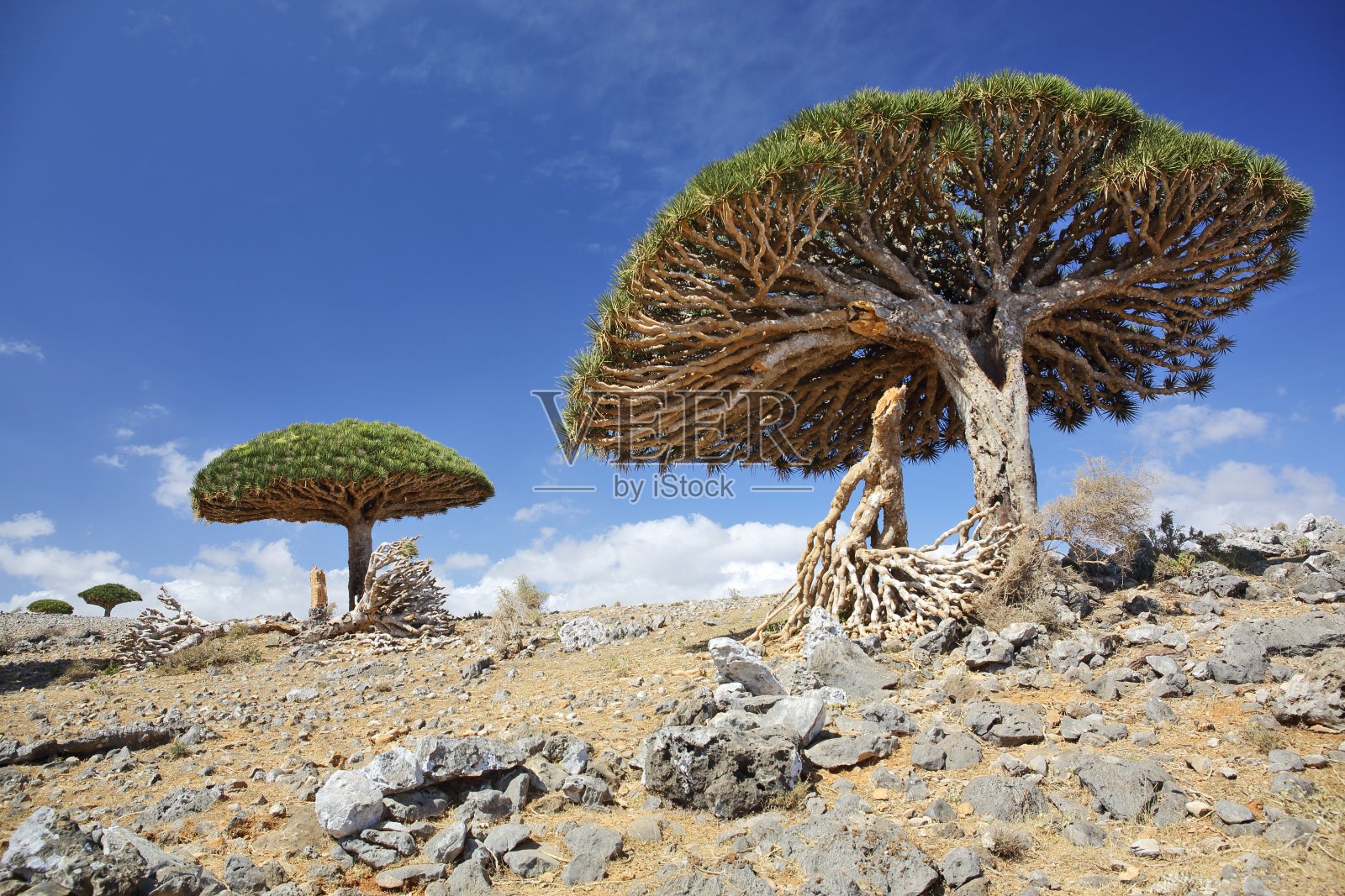 龙血蜥朱砂——也门索科特拉特有的树种照片摄影图片