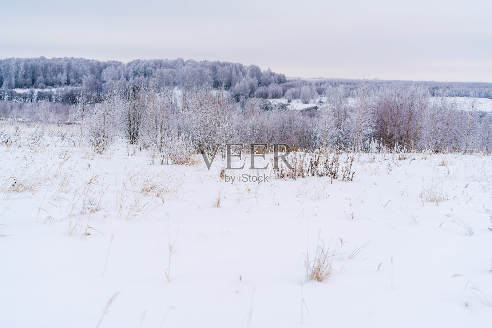 冬天的风景与桦树照片摄影图片