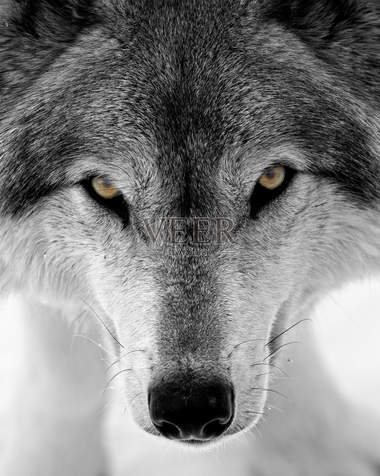 壁纸狼，眼睛，捕食者，视线高清：宽屏：高清晰度：全屏