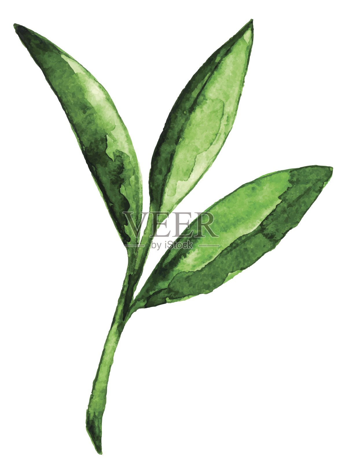 水彩茶的绿叶特写孤立插画图片素材