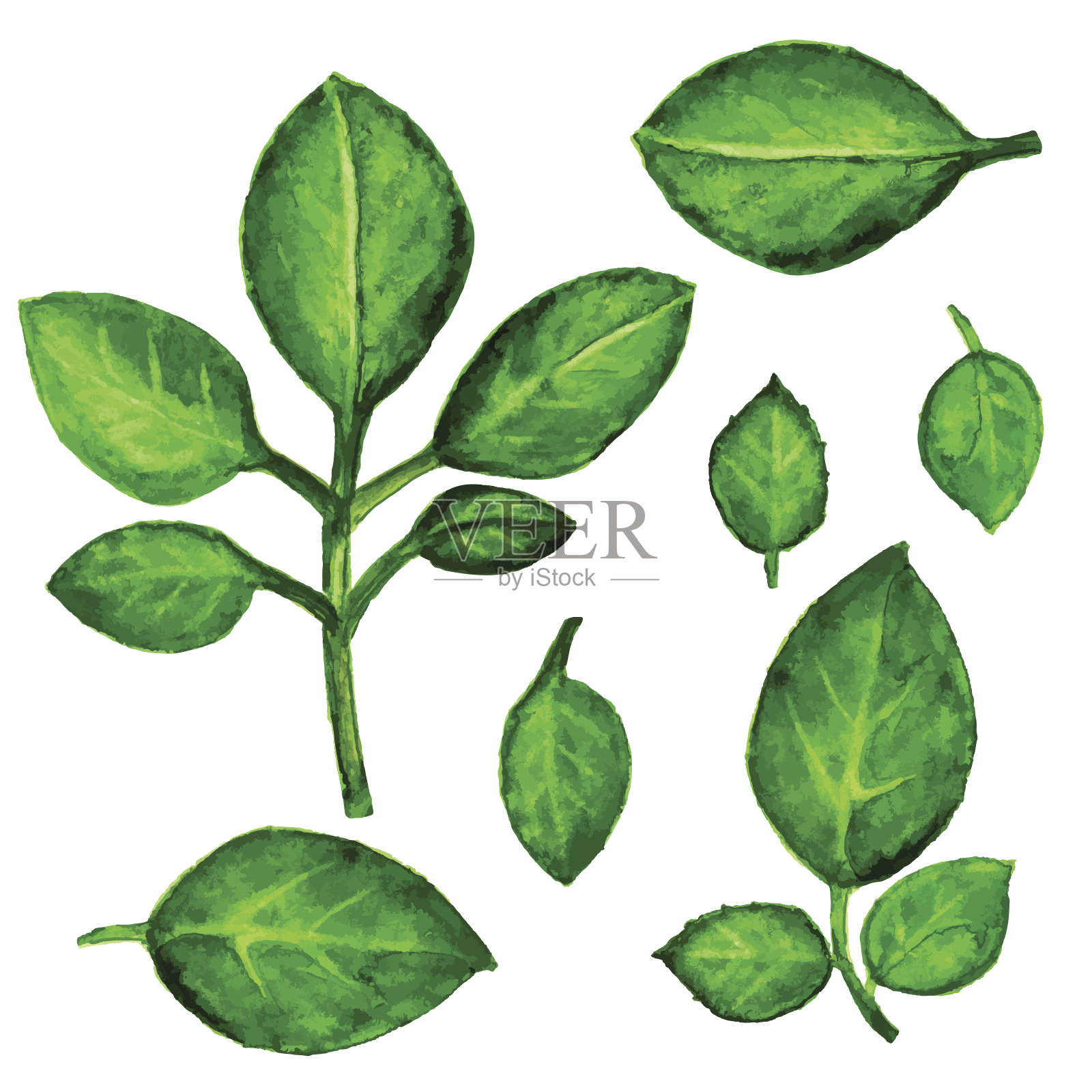 水彩绿色叶子集孤立插画图片素材