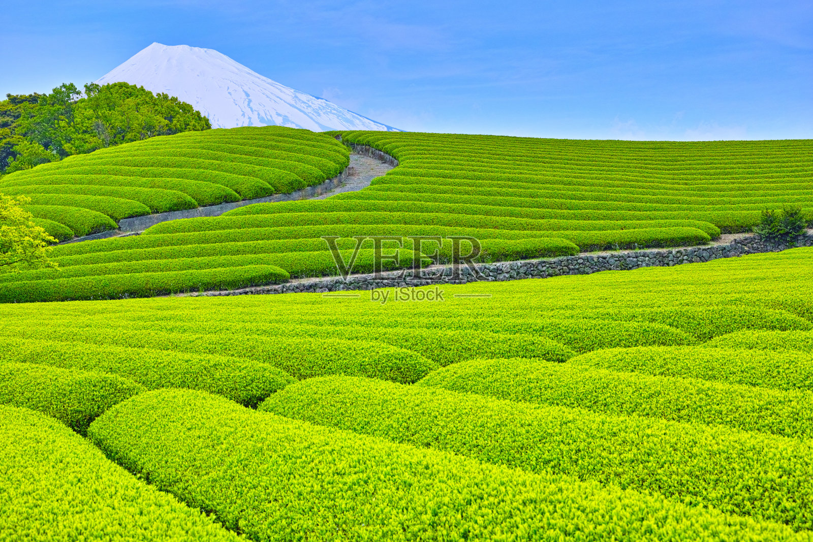新鲜的绿茶种植园和富士山照片摄影图片