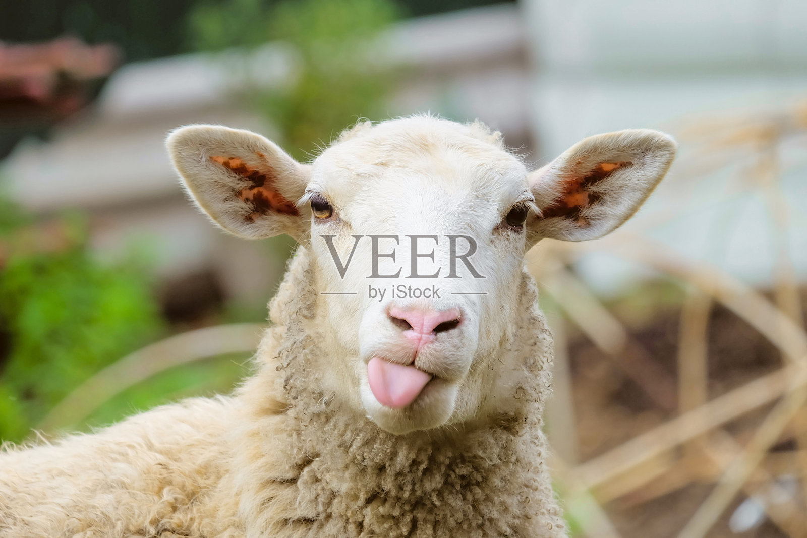 有趣的羊。羊露出舌头的肖像。照片摄影图片