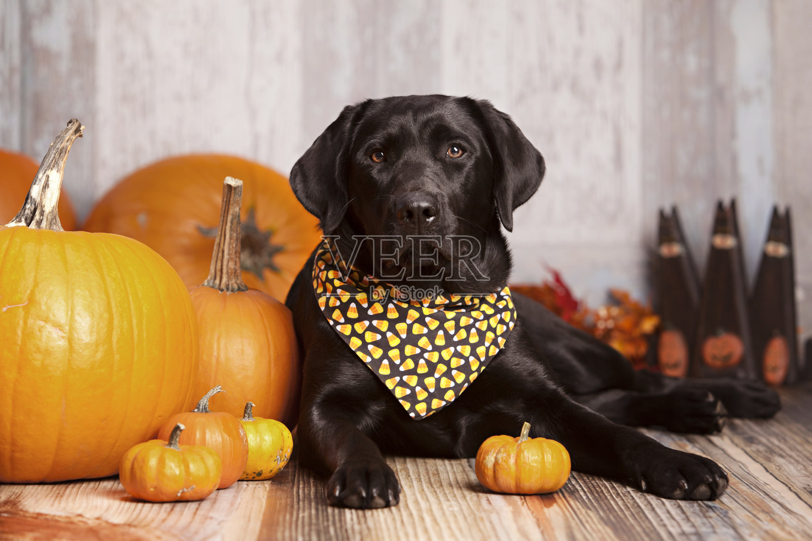 一个美丽的黑色拉布拉多猎犬的秋天肖像照片摄影图片