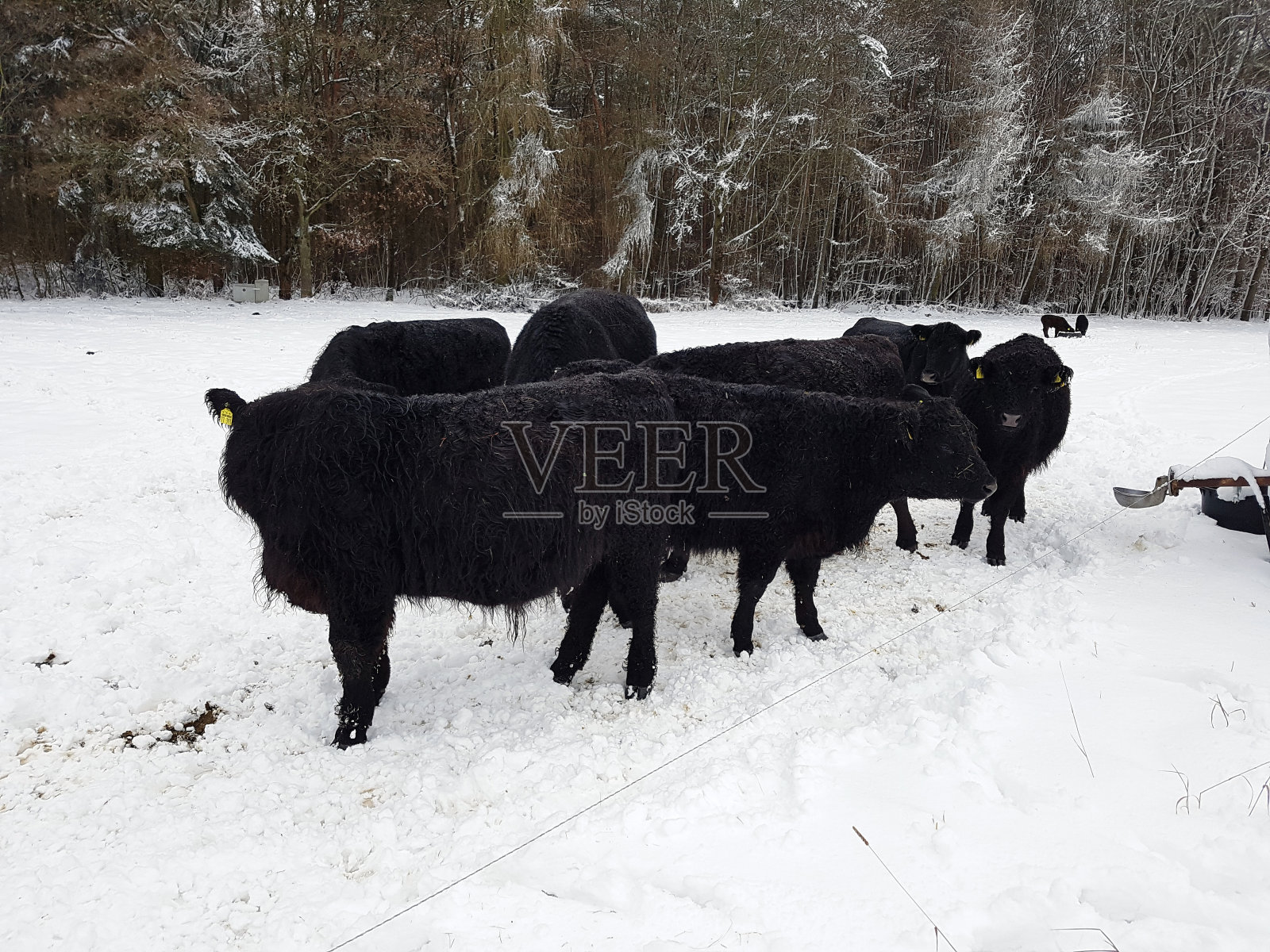 加洛威牛肉腰带，冬天，雪照片摄影图片
